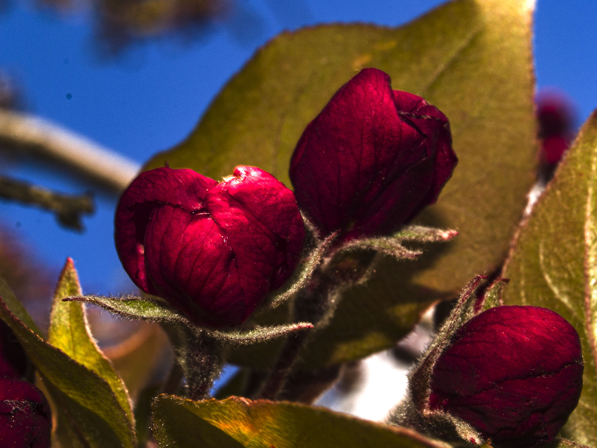 Crabapple Buds