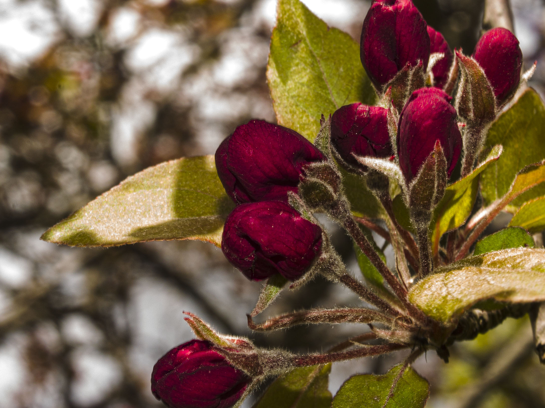 Crabapple Buds