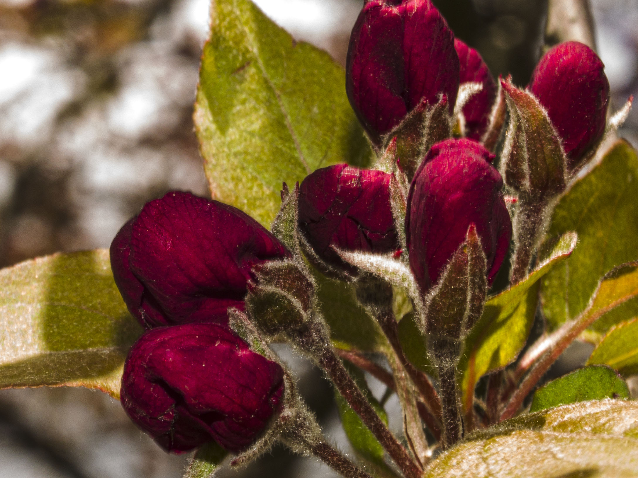 Crabapple Buds