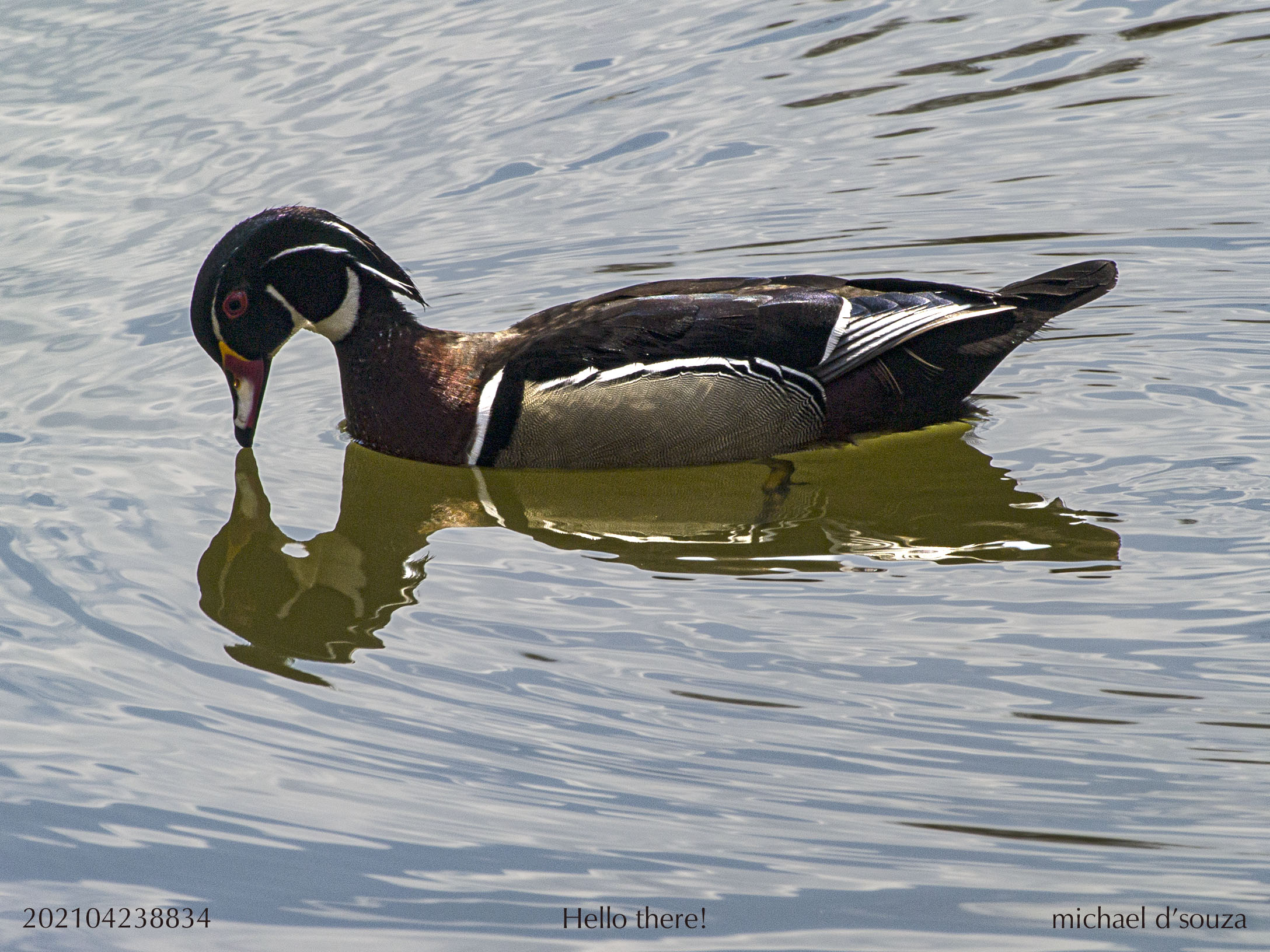 Wood Duck, Male