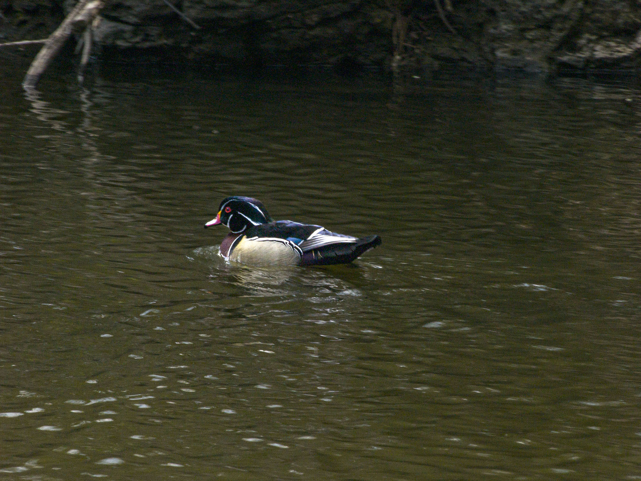 Wood Duck