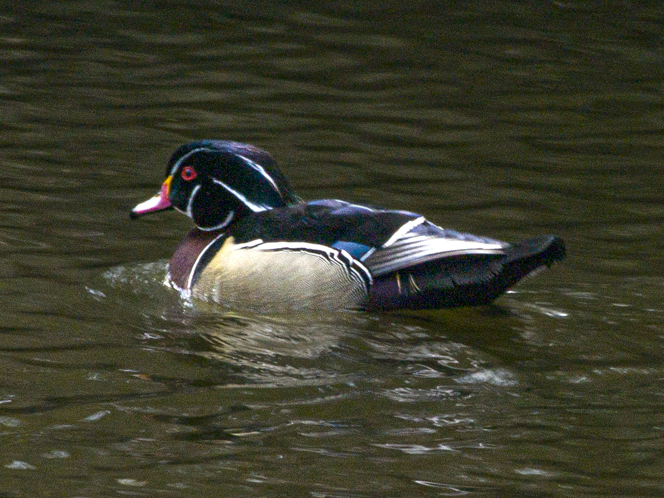 Wood Duck