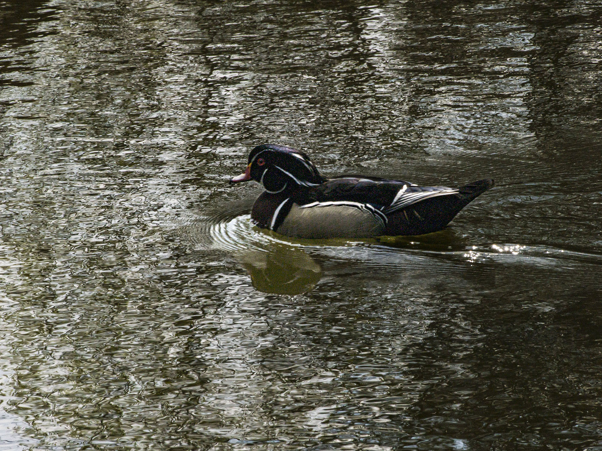 Wood Duck