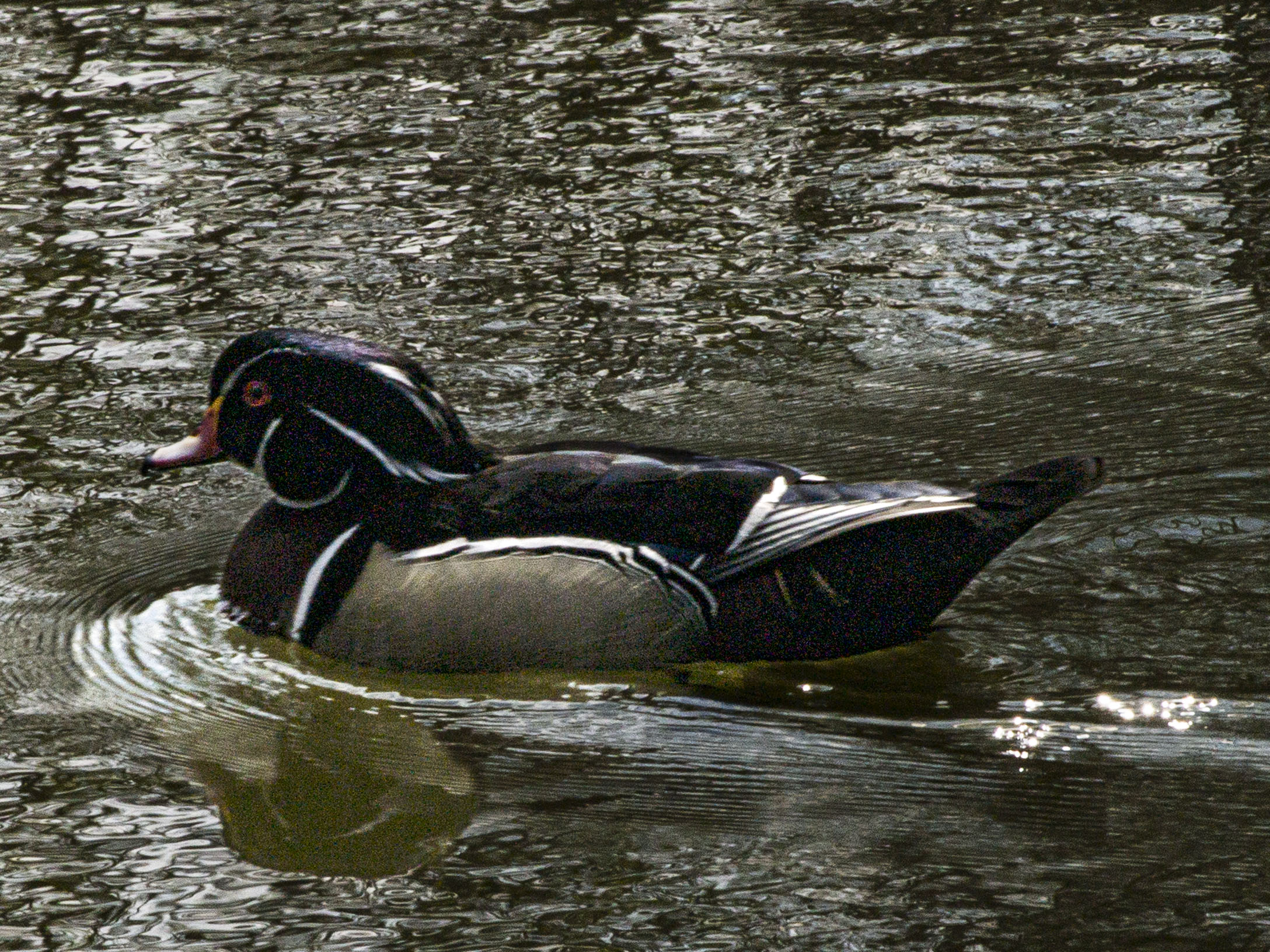 Wood Duck