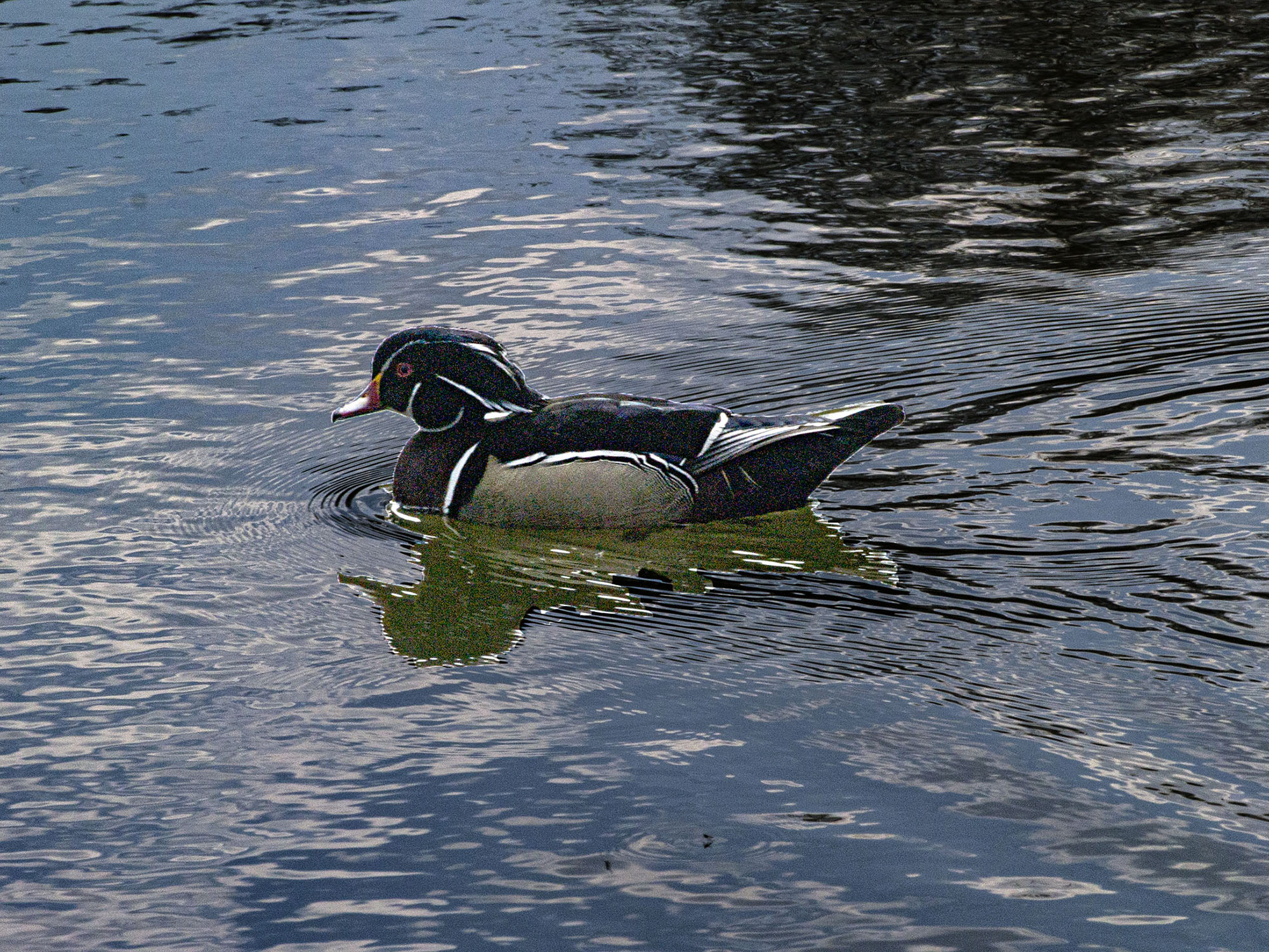 Wood Duck