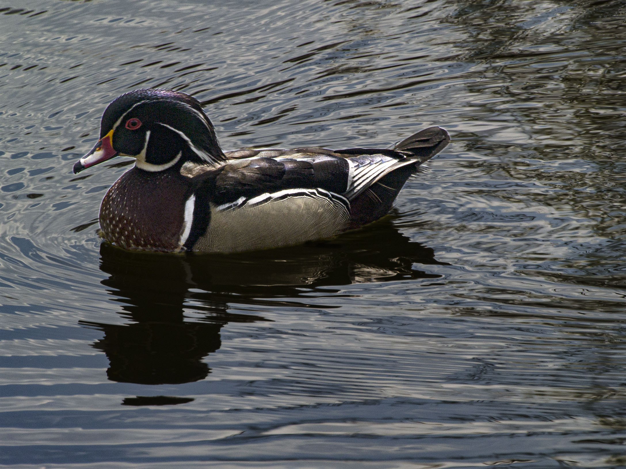 Wood Duck