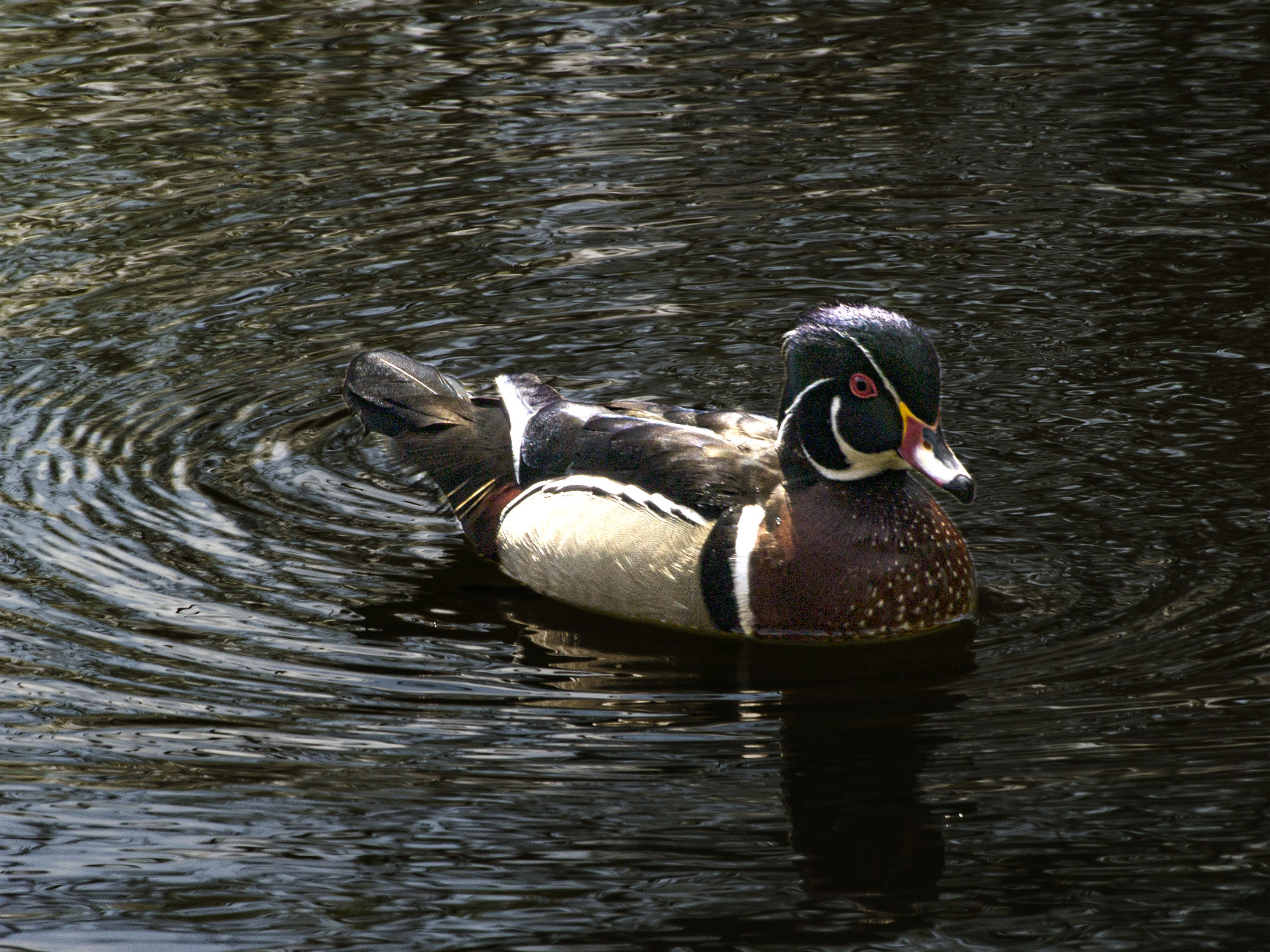 Wood Duck