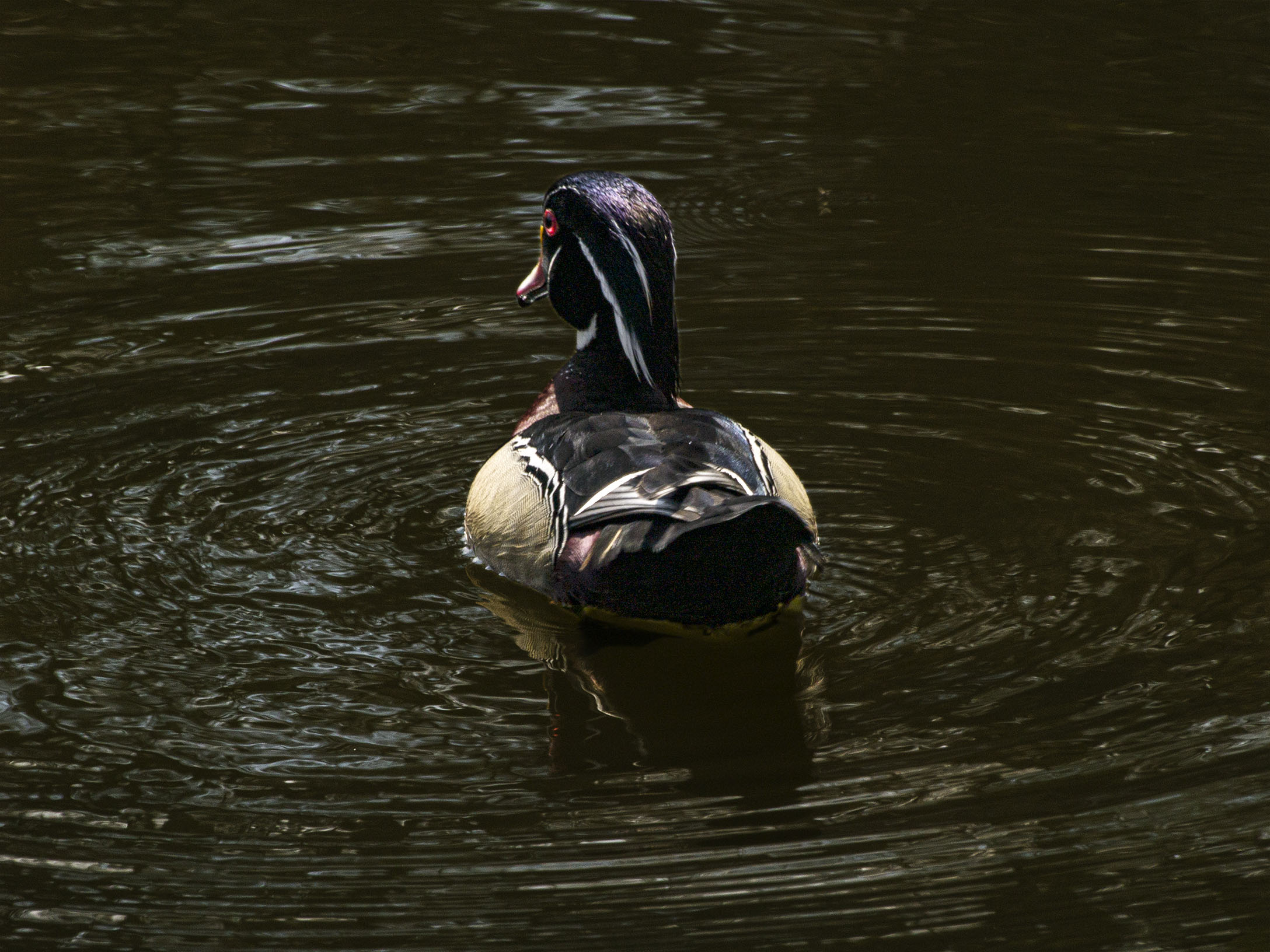 Wood Duck