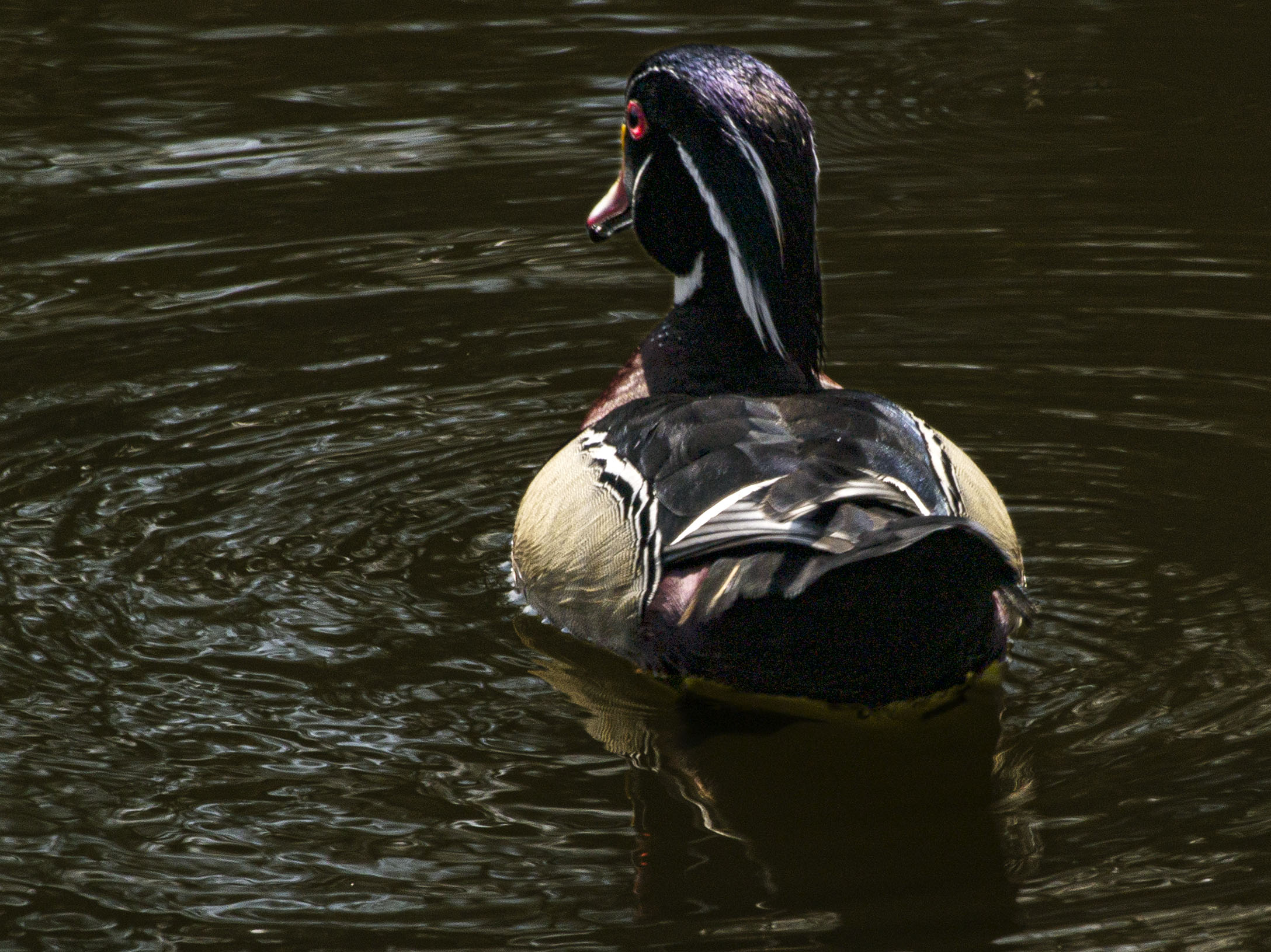 Wood Duck