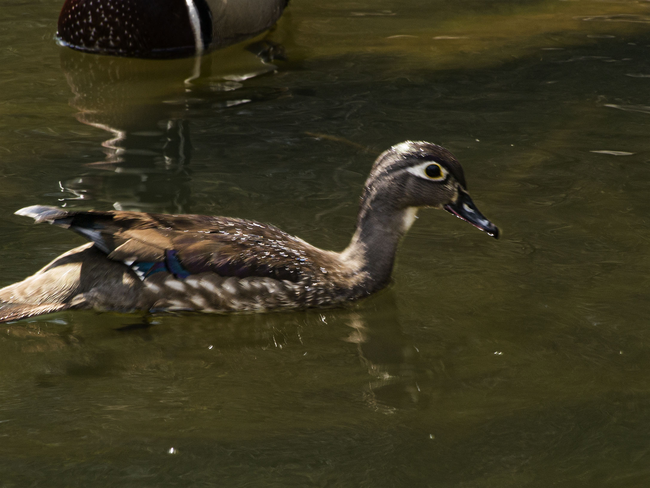 Wood Duck