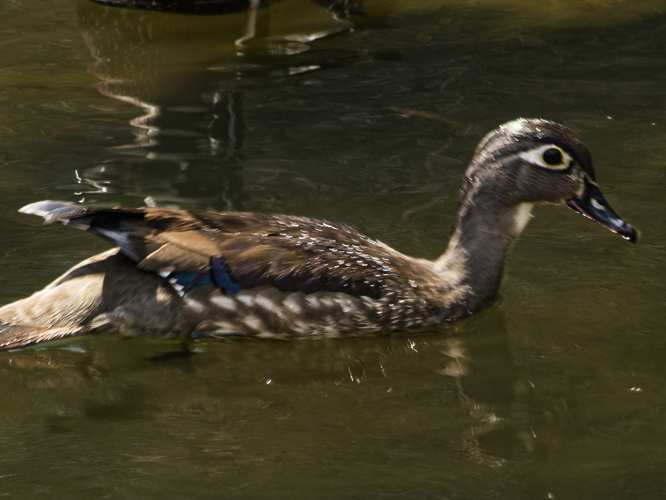 Wood Duck