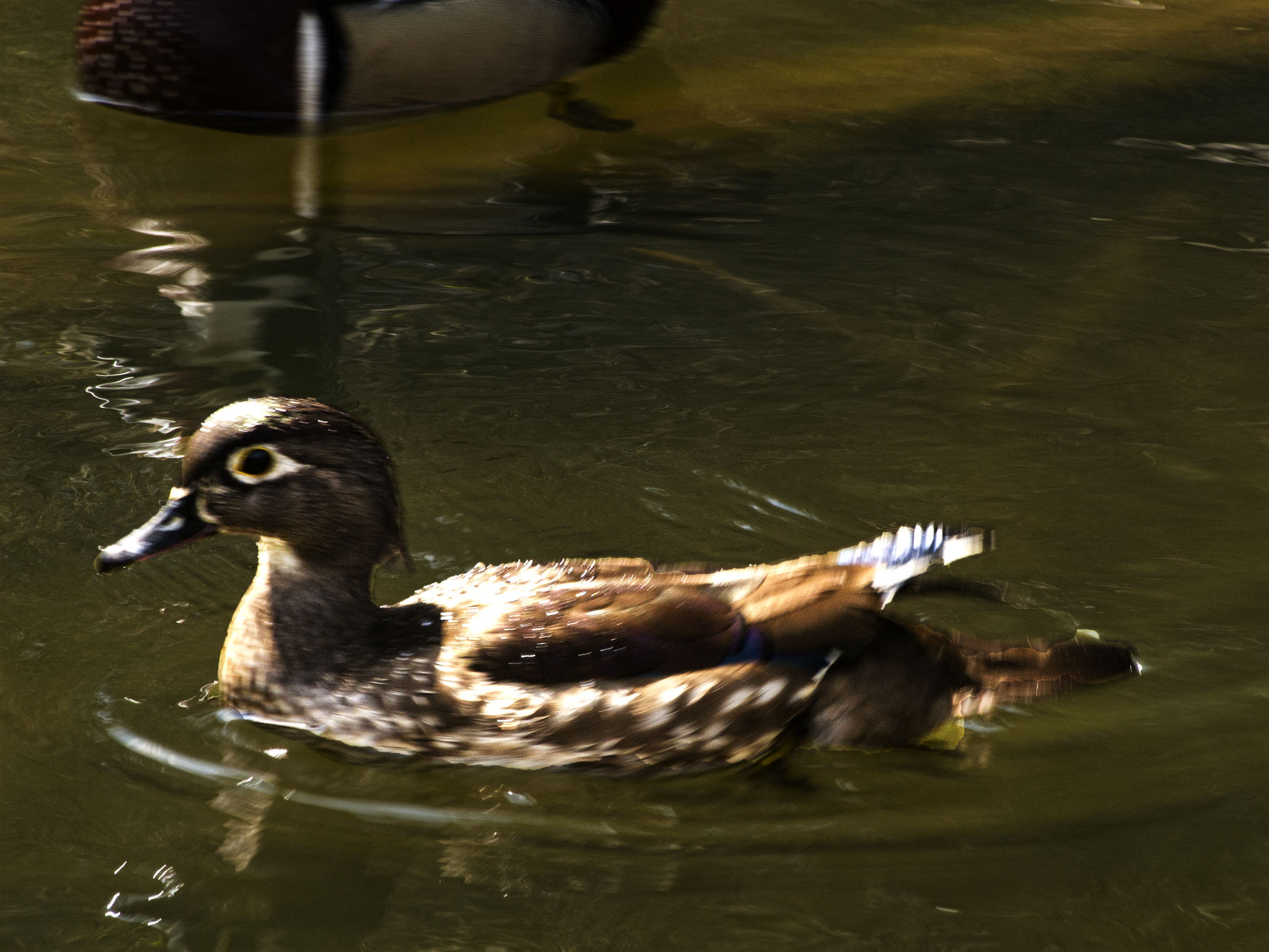 Wood Duck