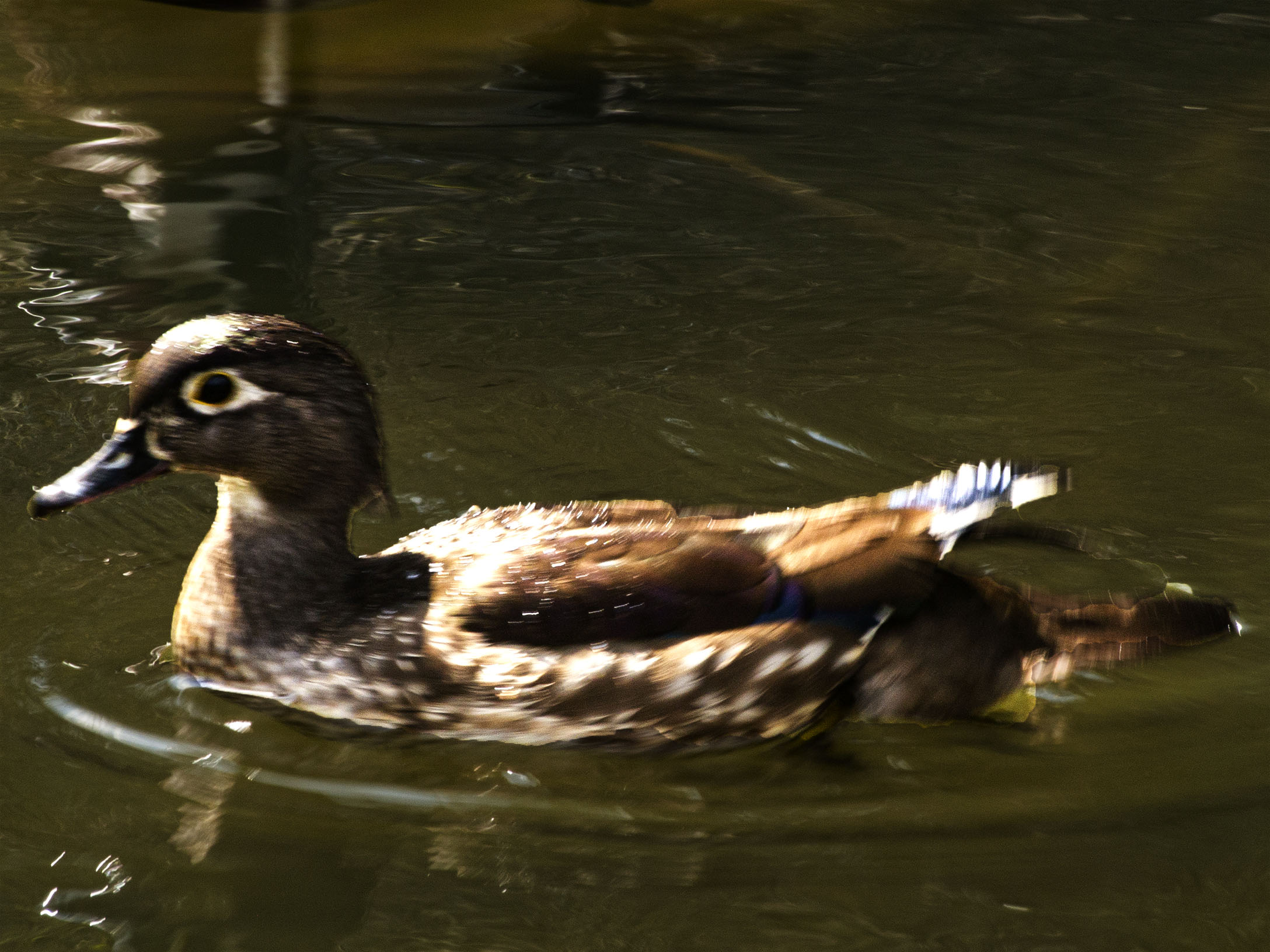 Wood Duck