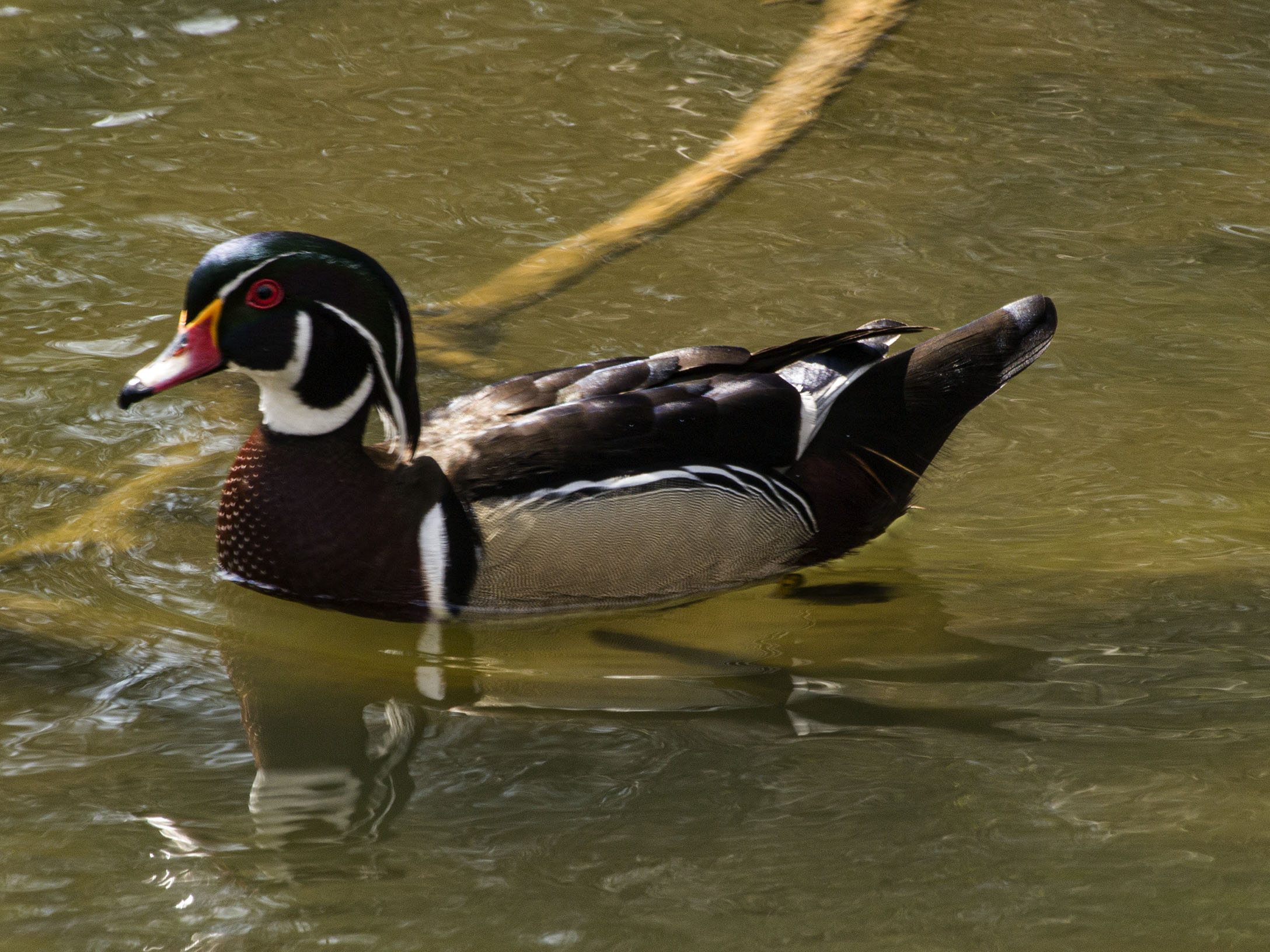 Wood Duck