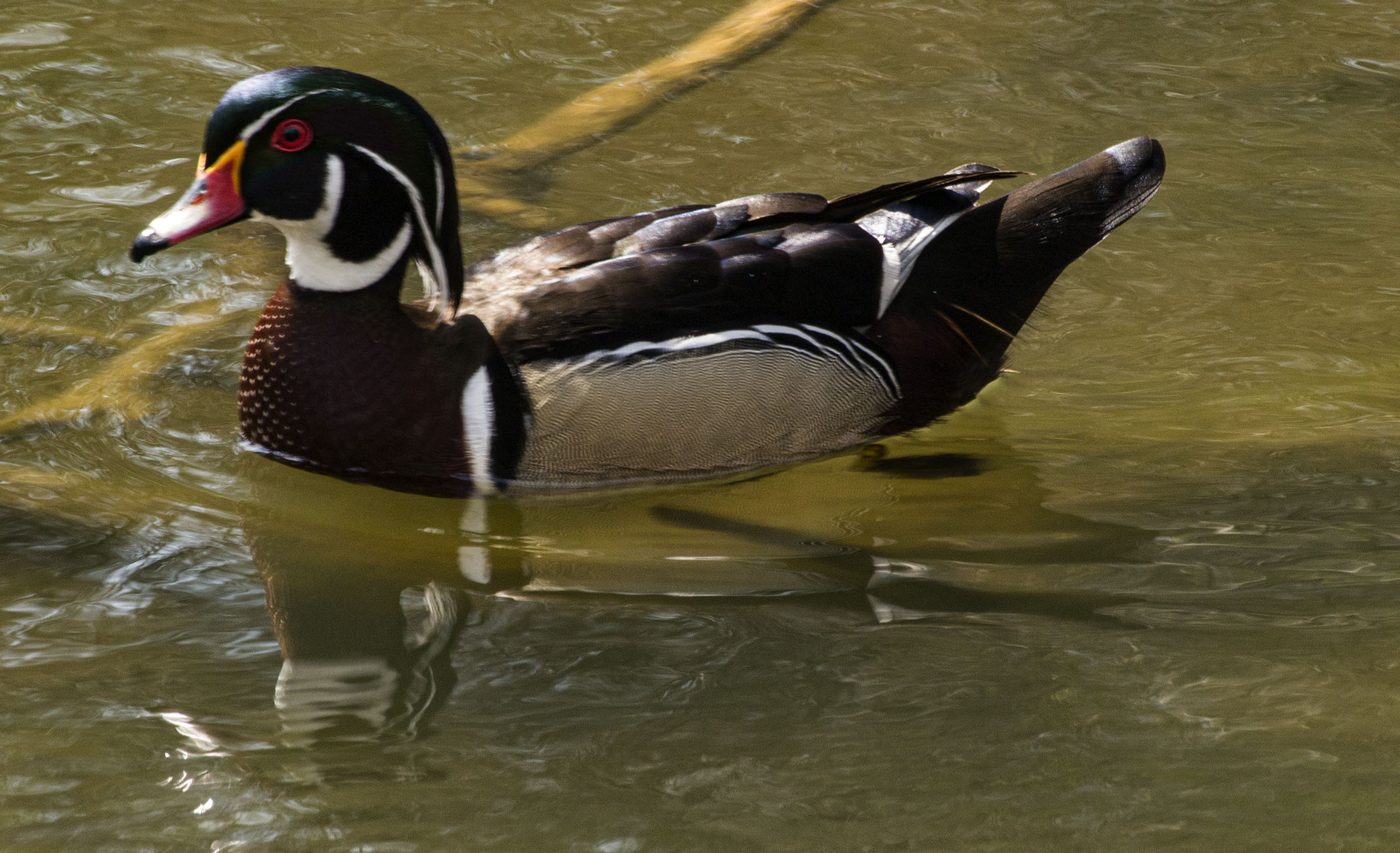 Wood Duck