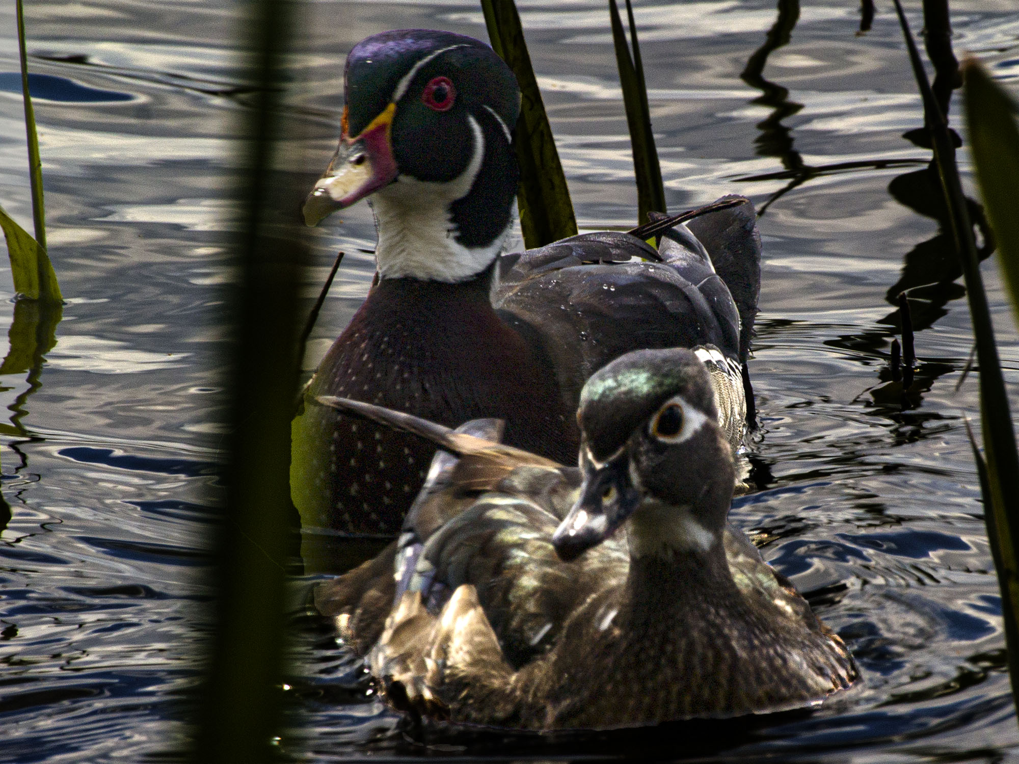 Wood Duck Pair