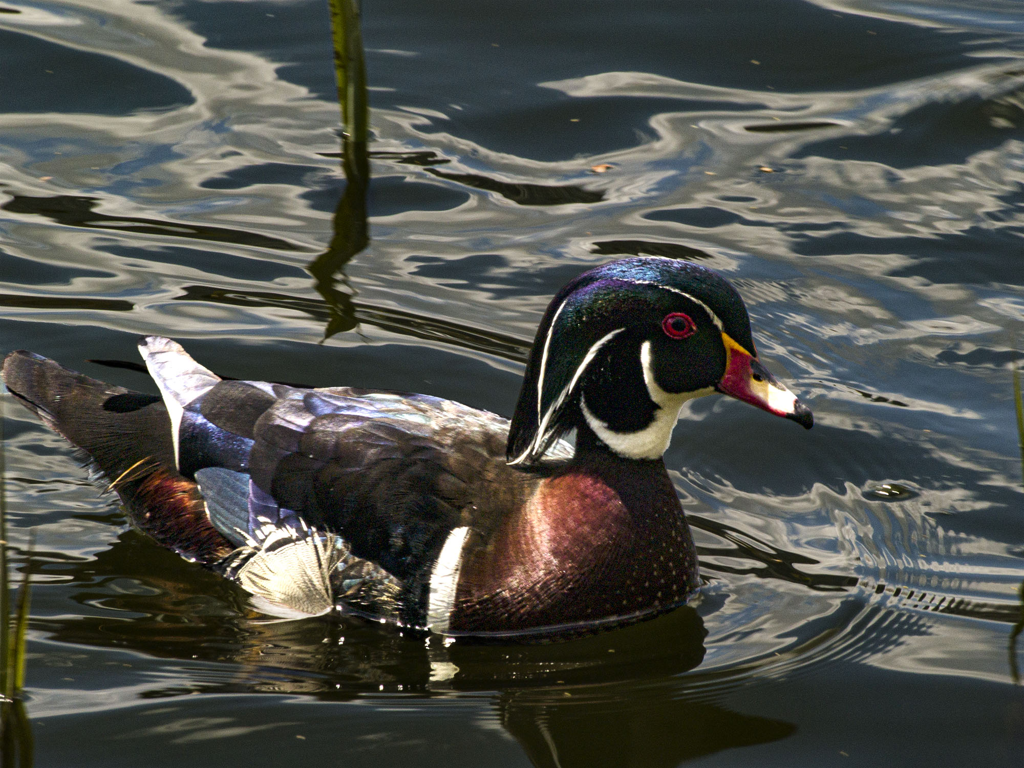 Wood Duck