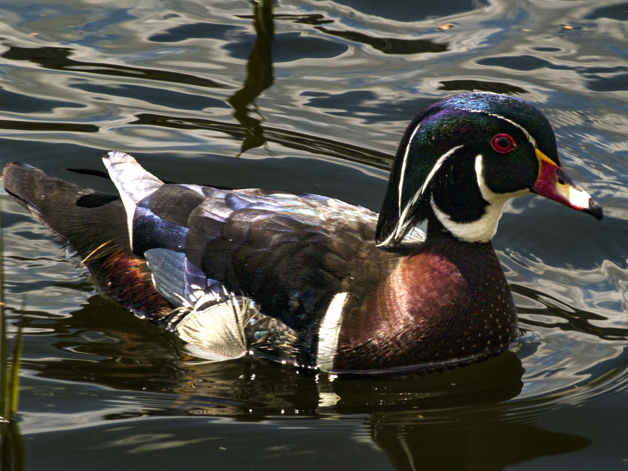 Wood Duck