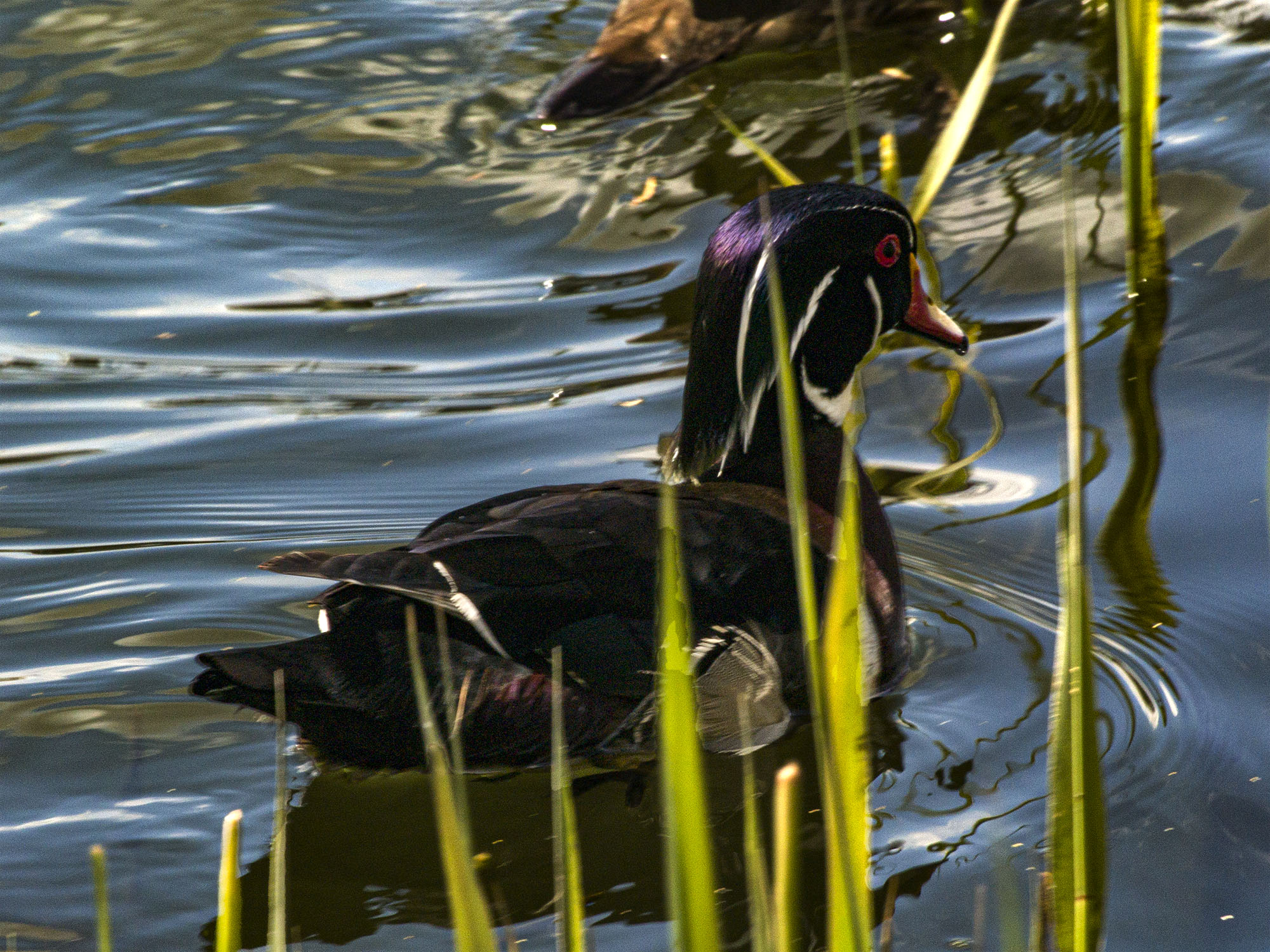 Wood Duck