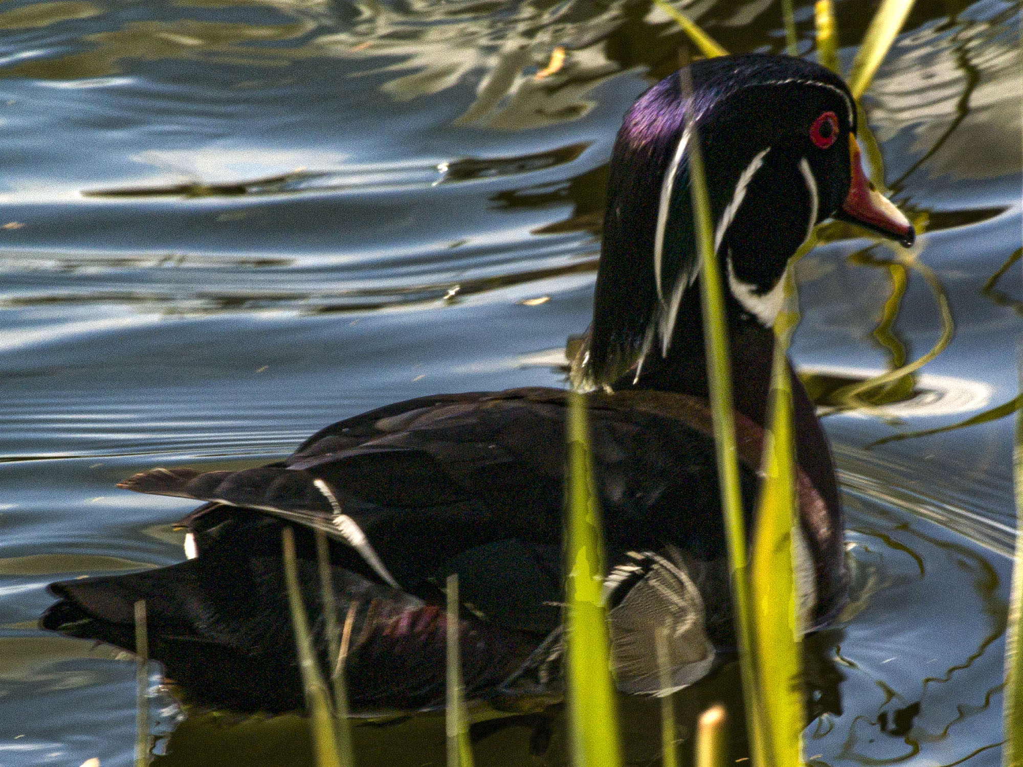 Wood Duck