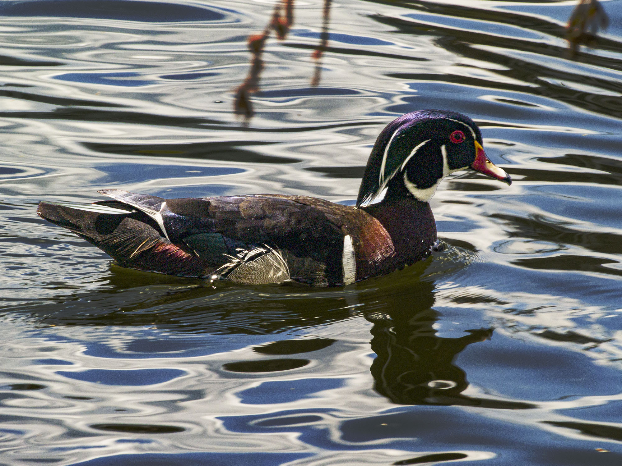 Wood Duck