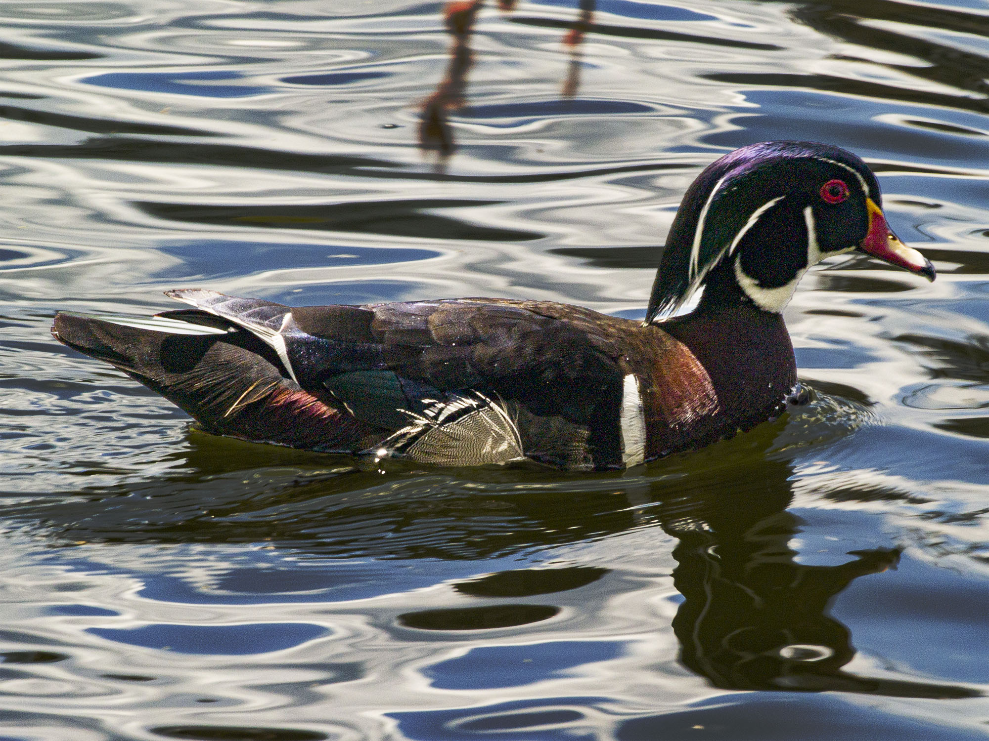 Wood Duck