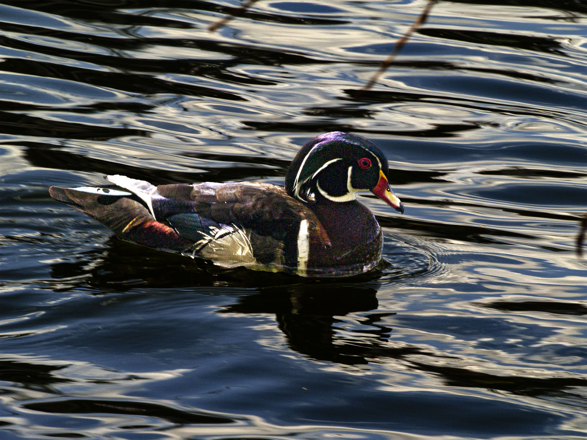 Wood Duck