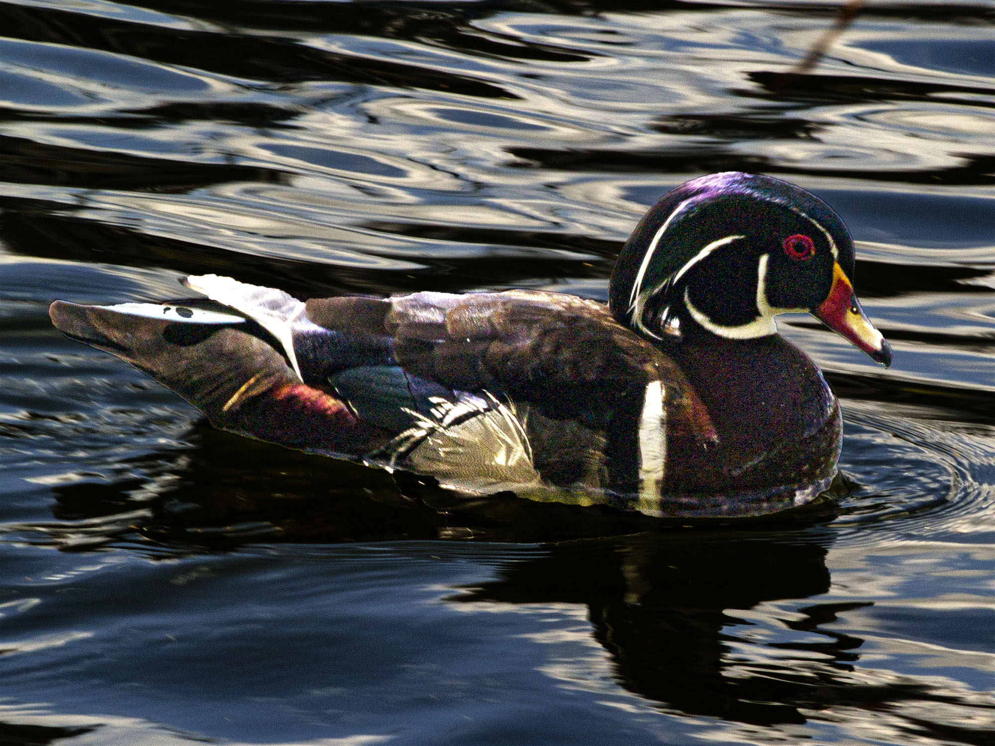 Wood Duck