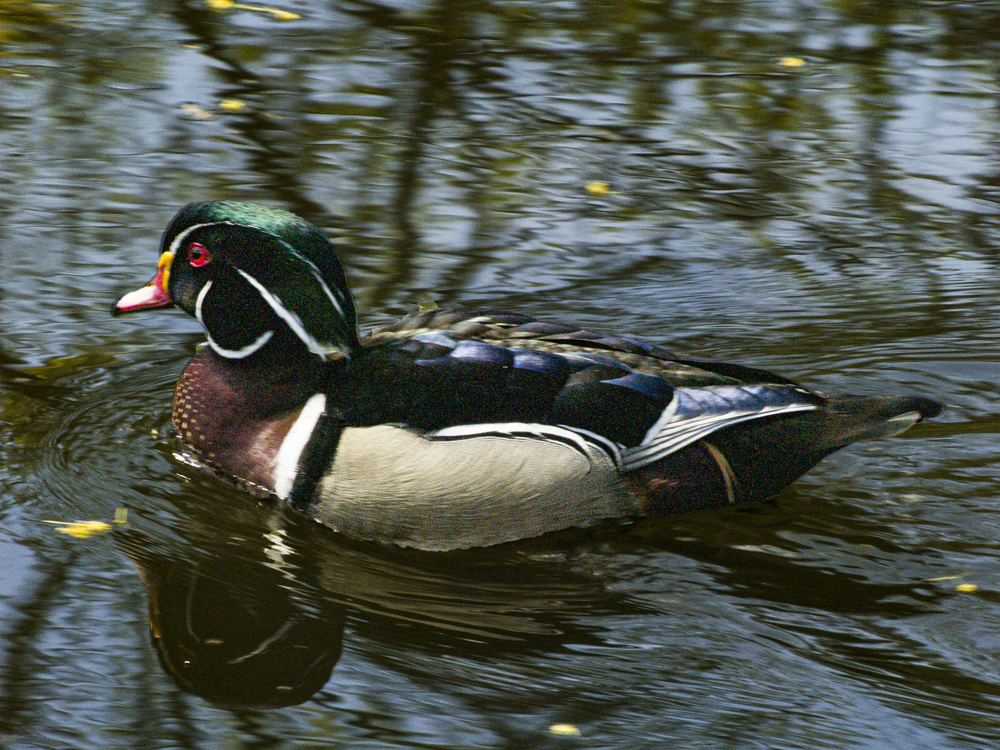 Wood Duck