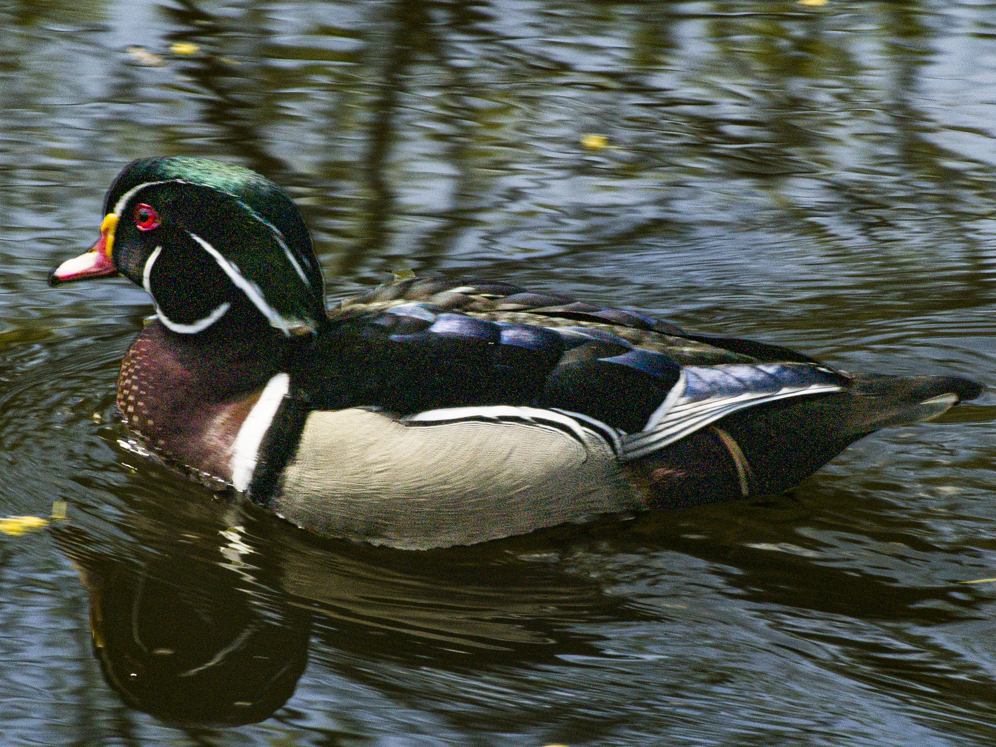 Wood Duck