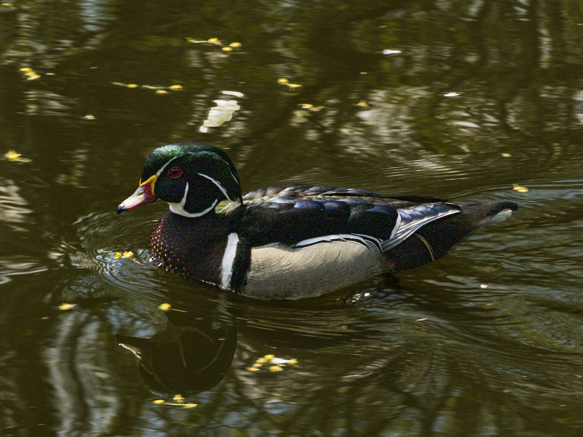 Wood Duck