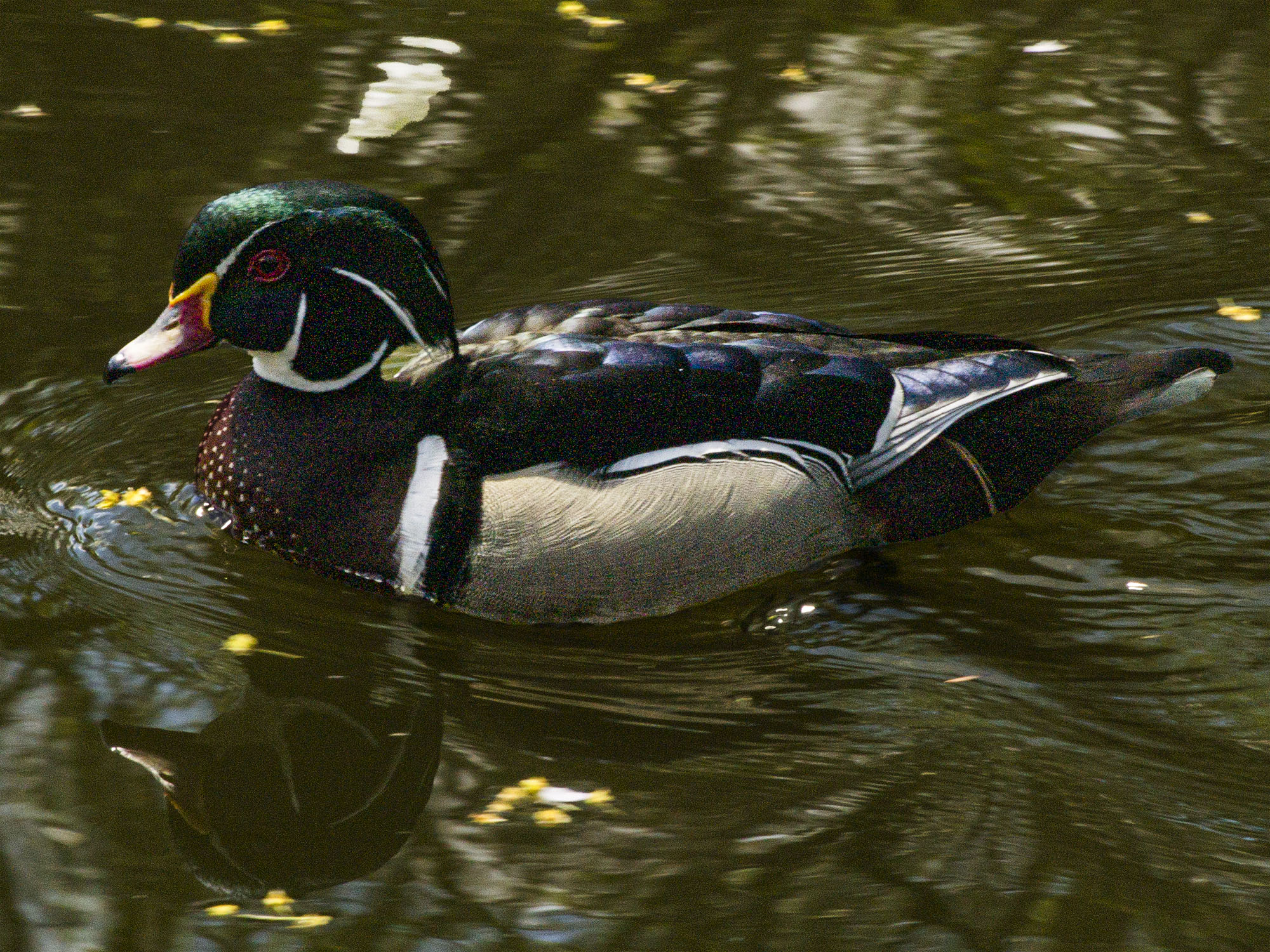 Wood Duck