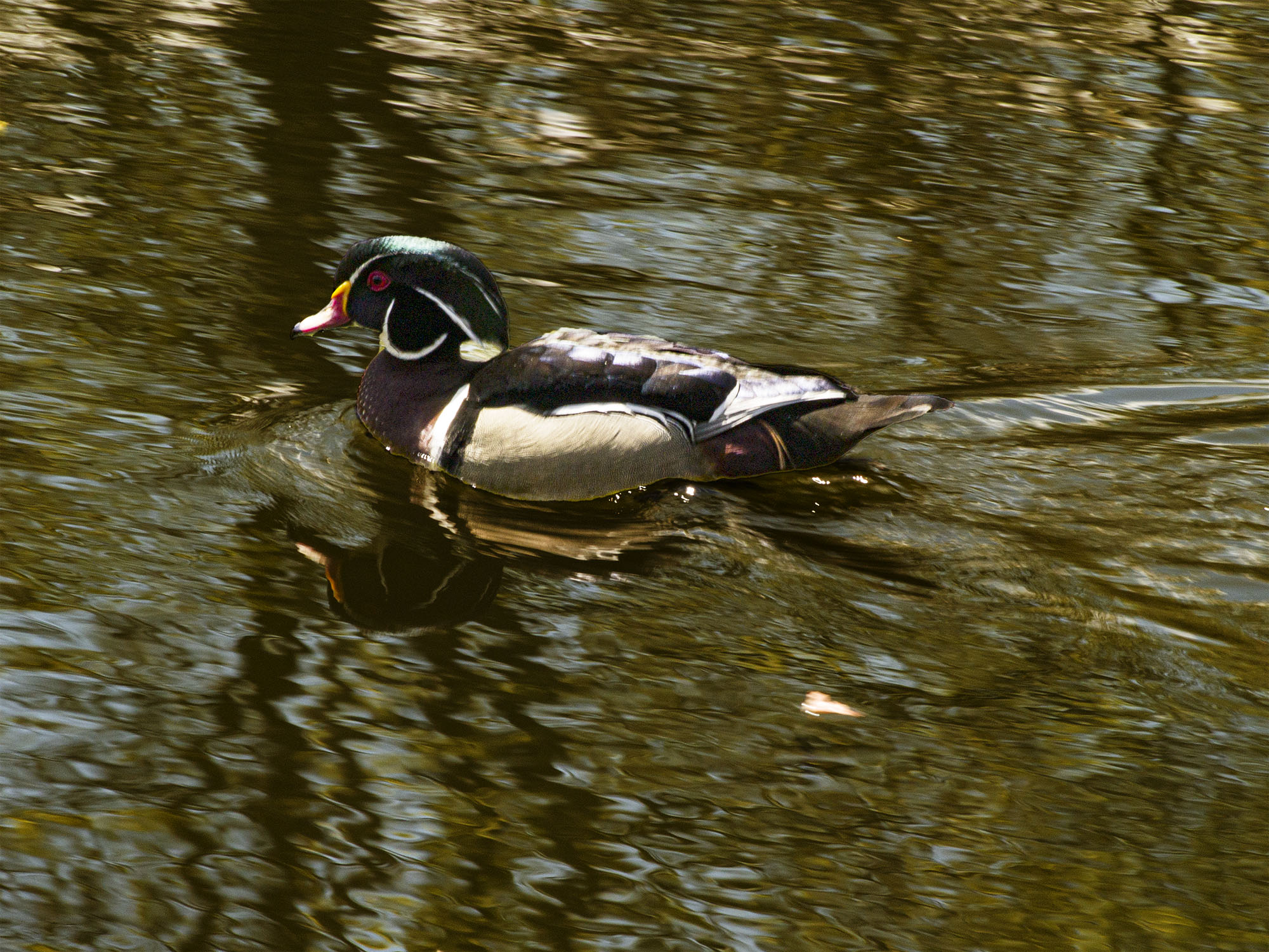 Wood Duck