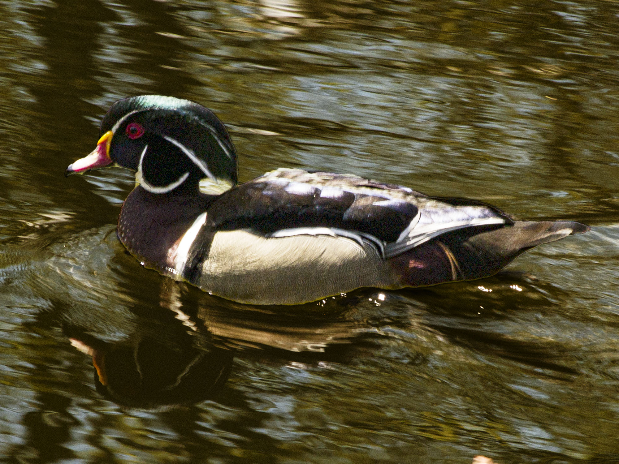 Wood Duck