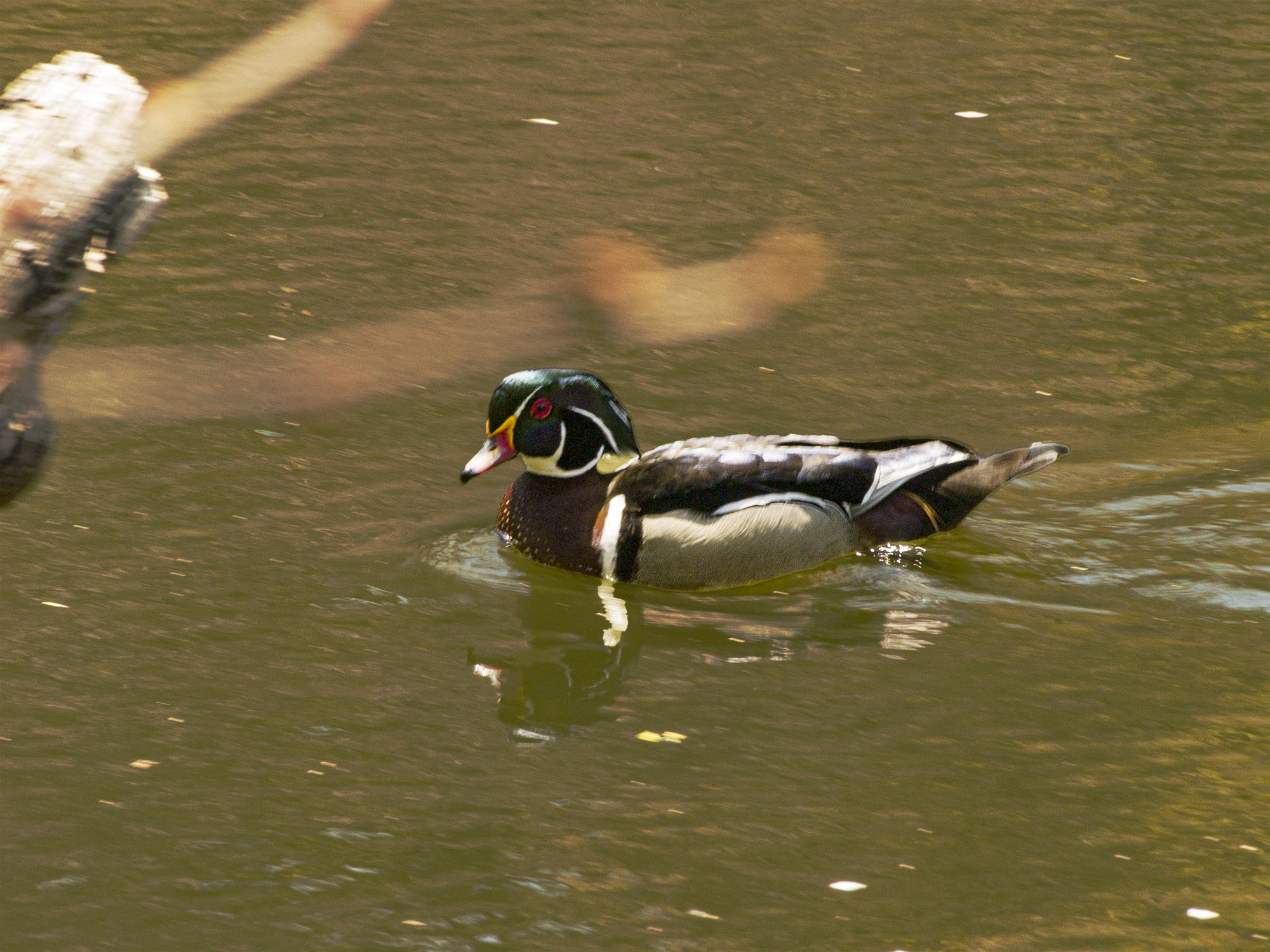 Wood Duck