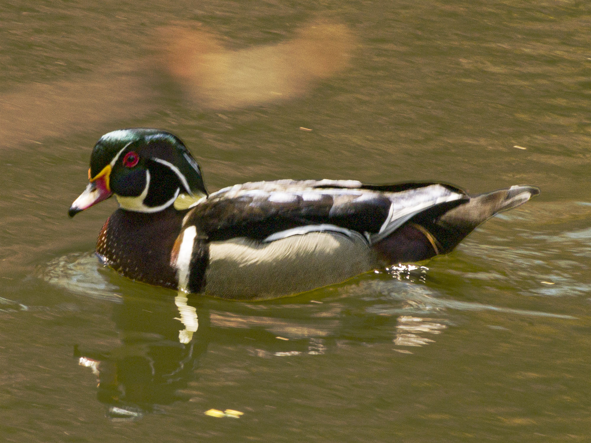 Wood Duck