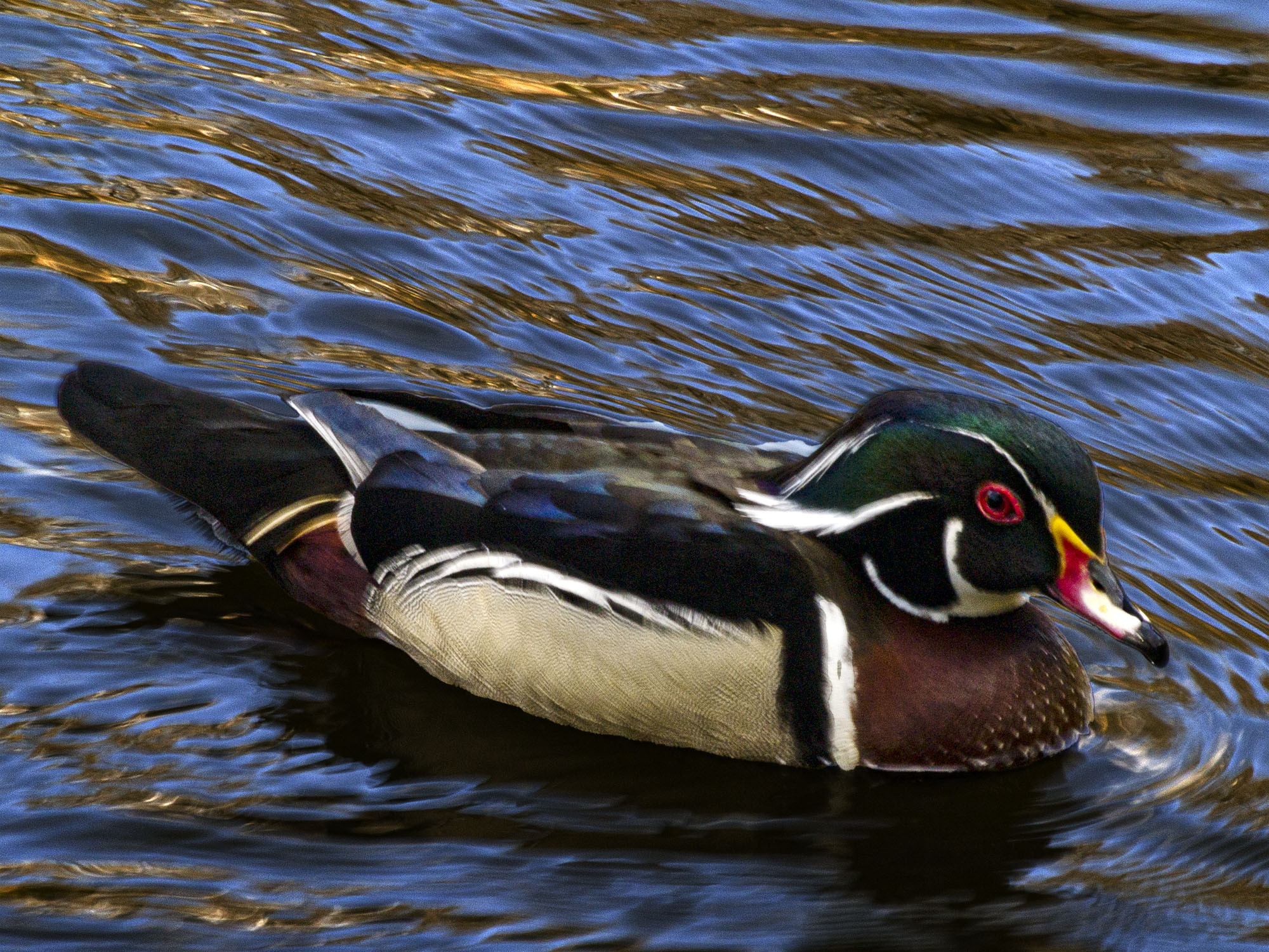 Wood Duck