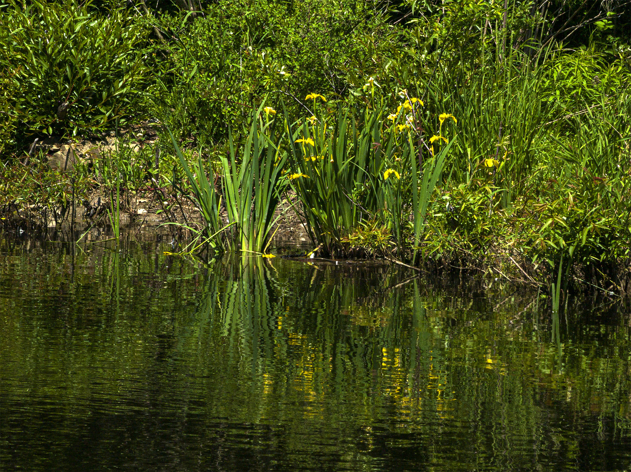 Yellow Irises