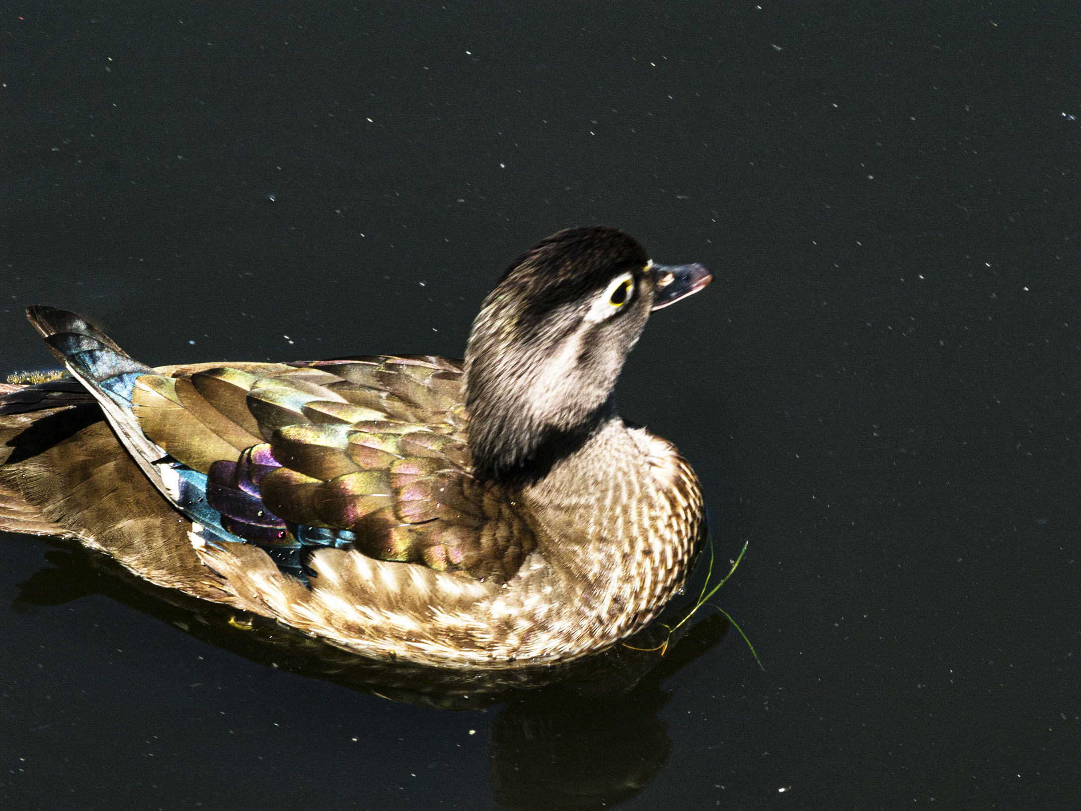 Wood Duck, Female