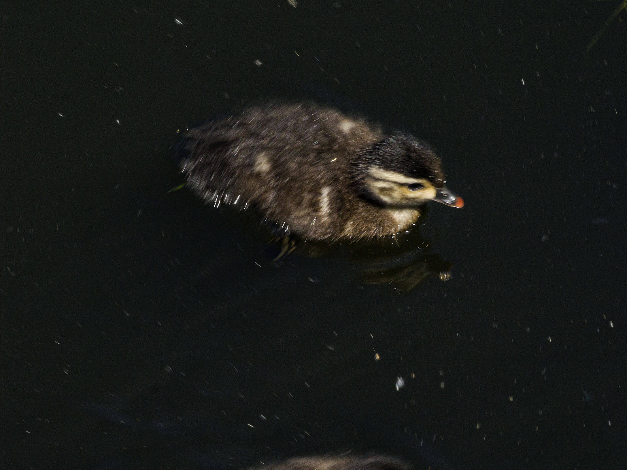 Duckling