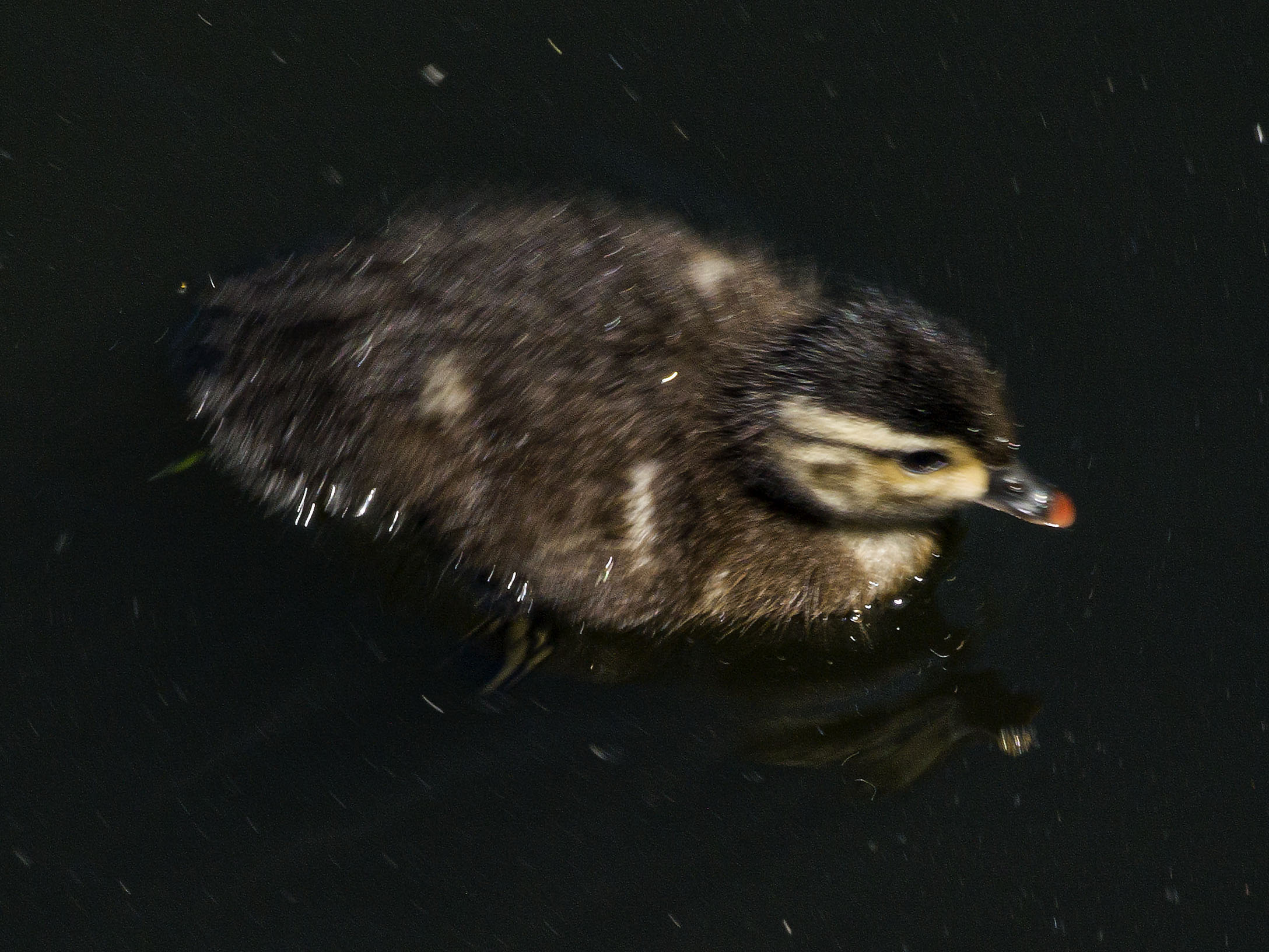 Duckling