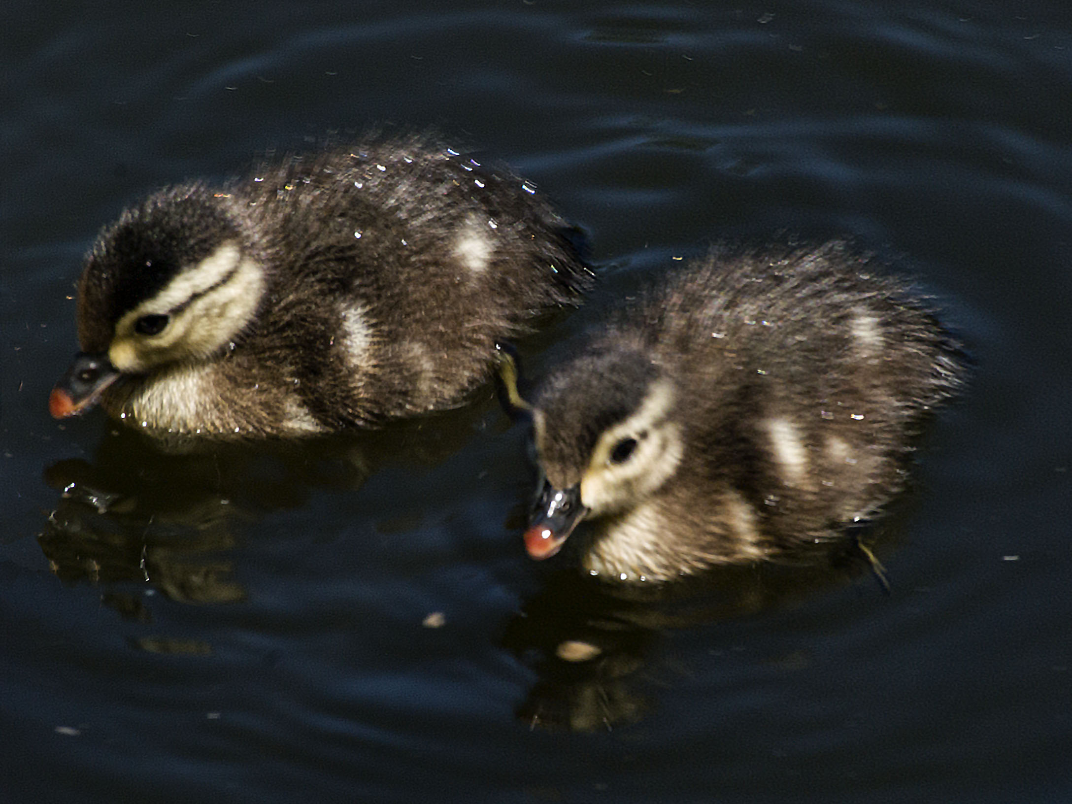 Ducklings