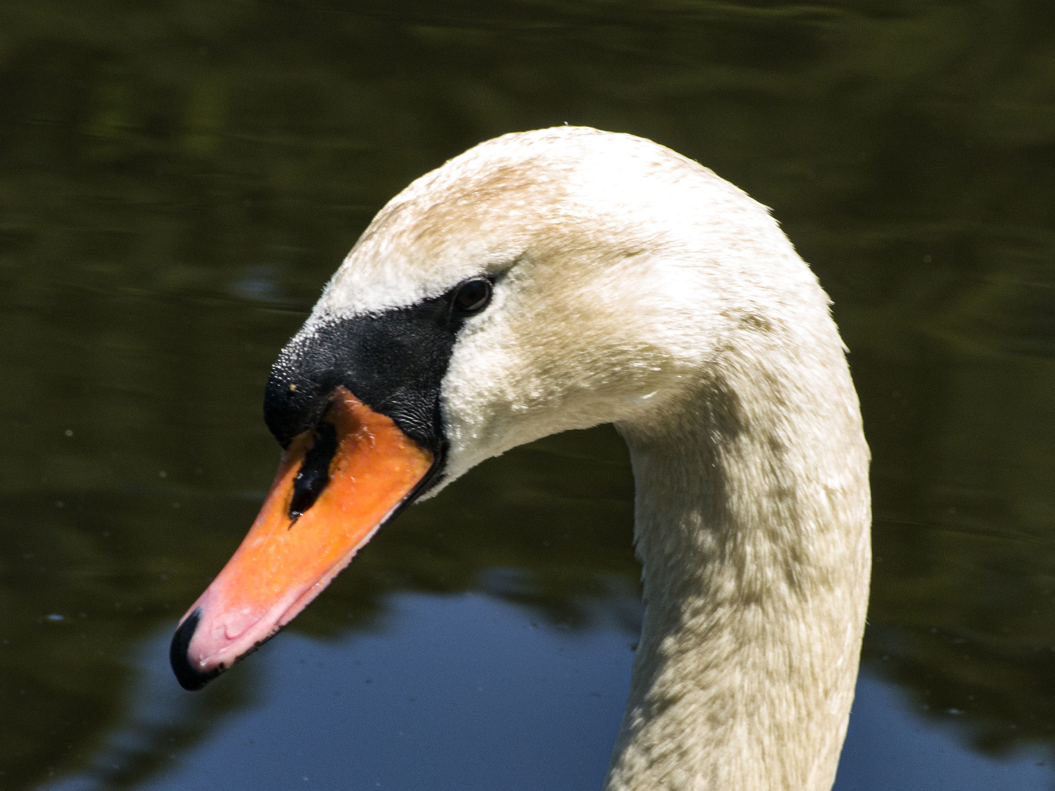 Mute Swan