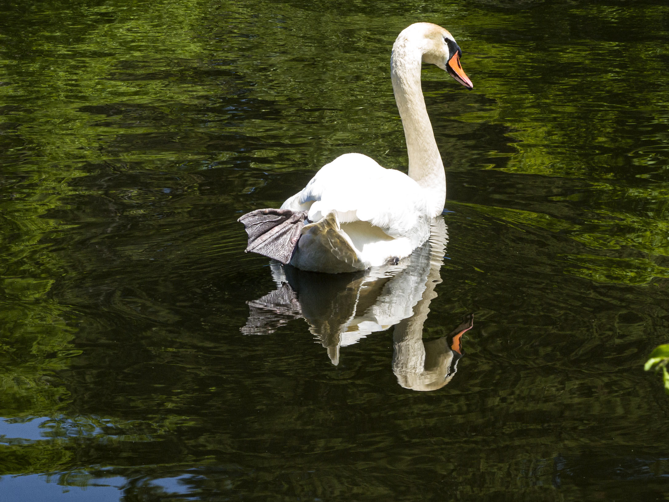 Mute Swan