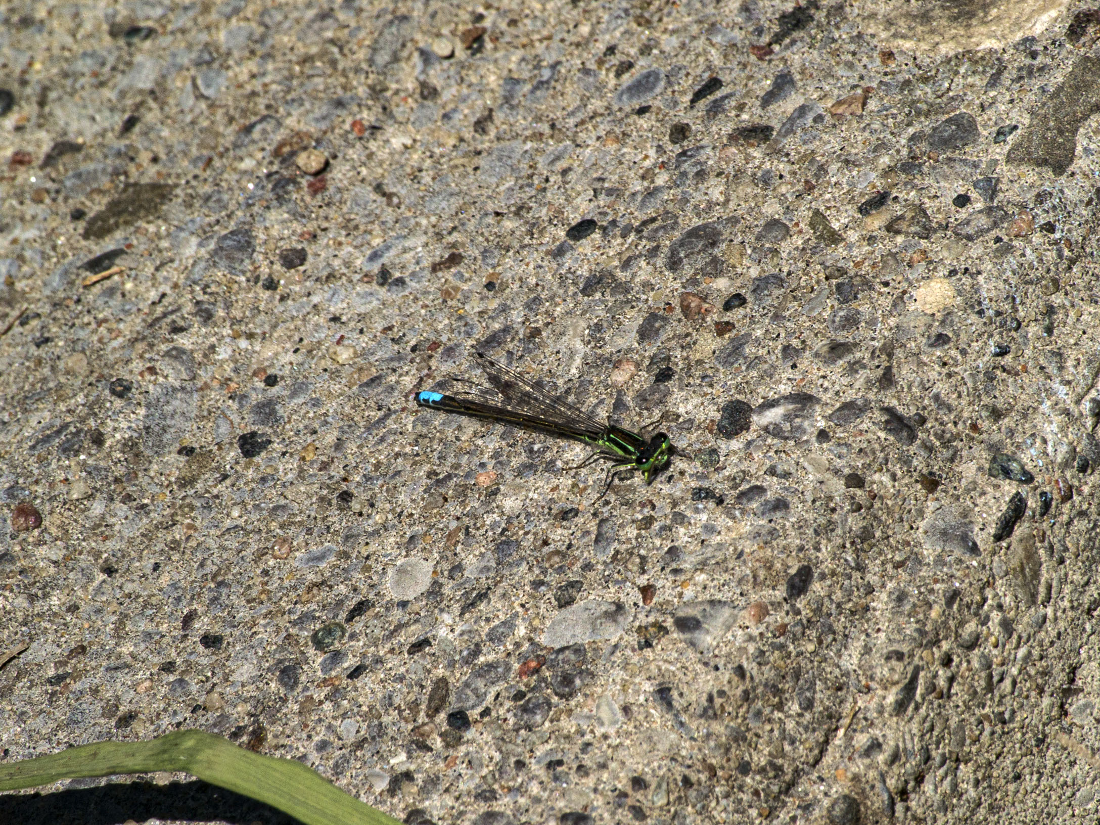 Damselfly