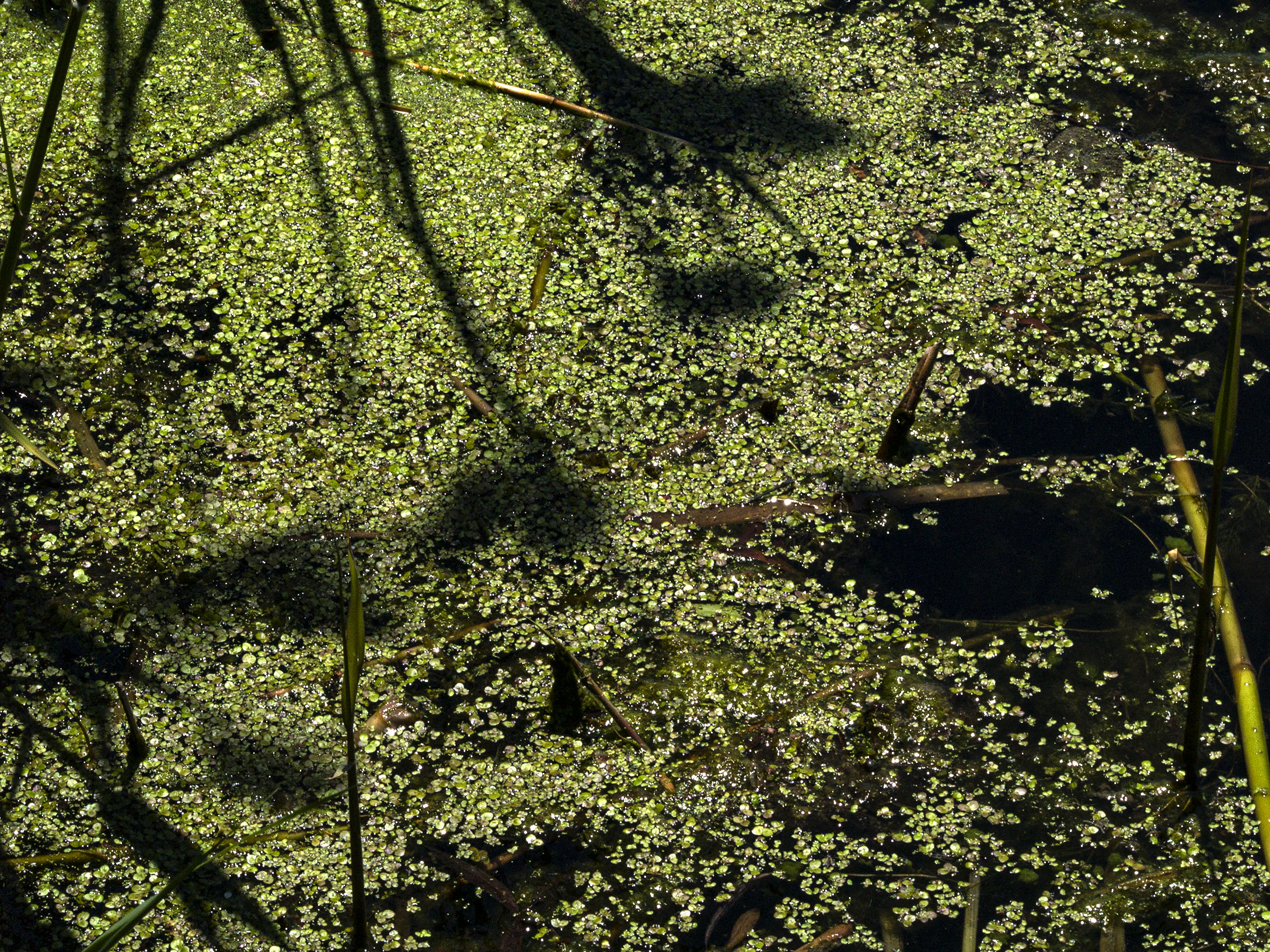 Duckweed