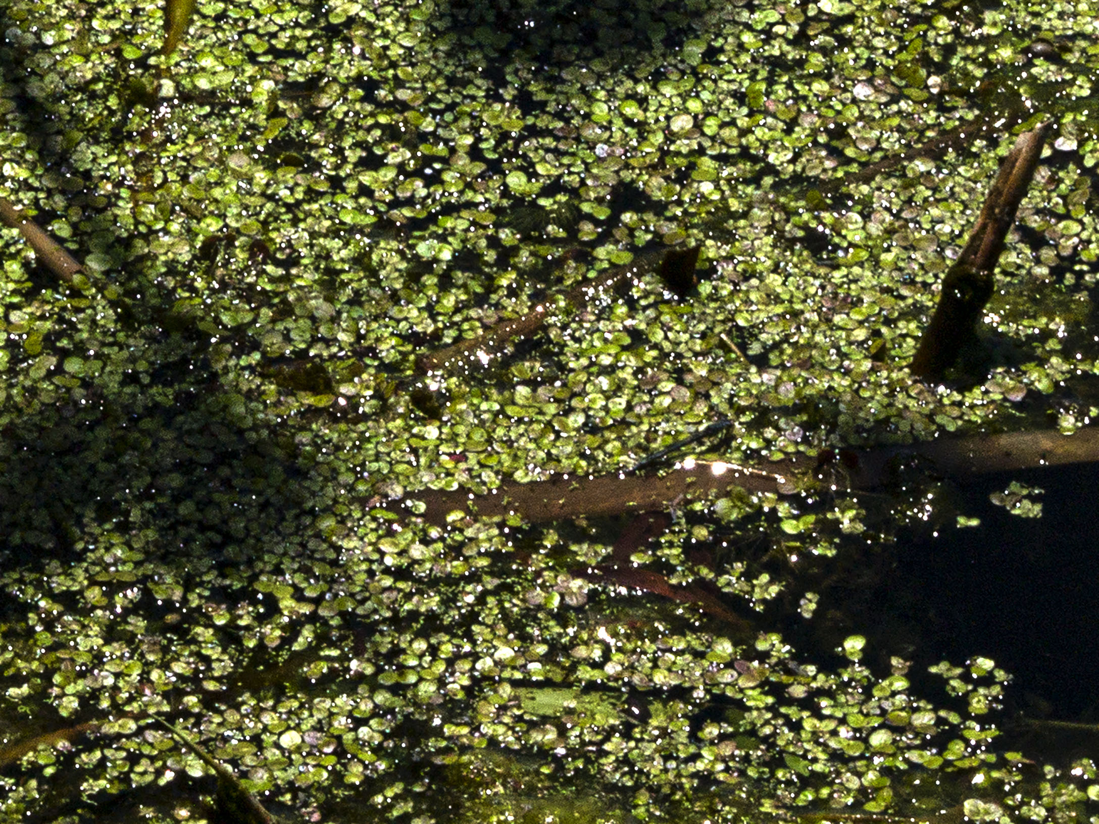 Duckweed