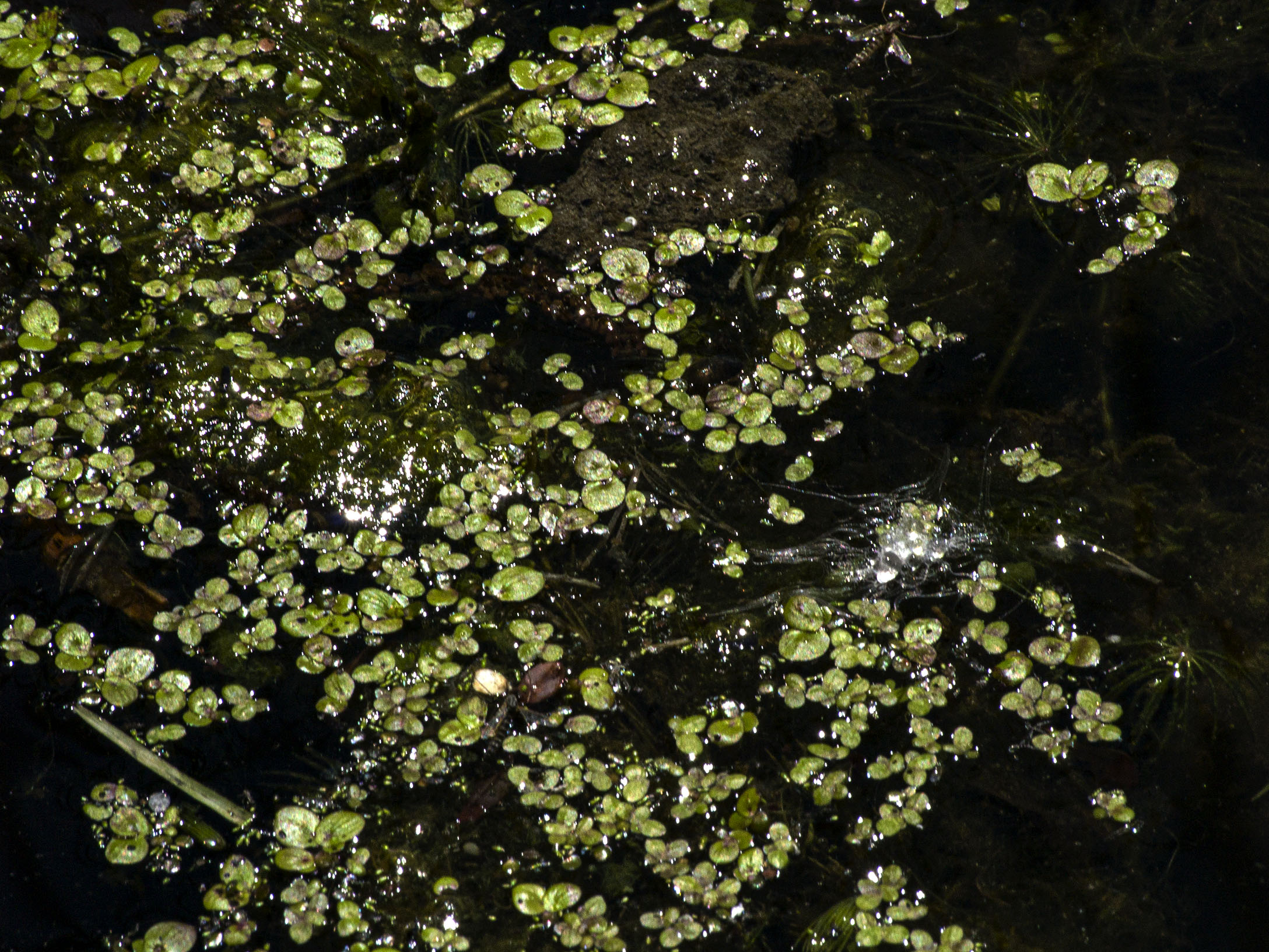 Duckweed