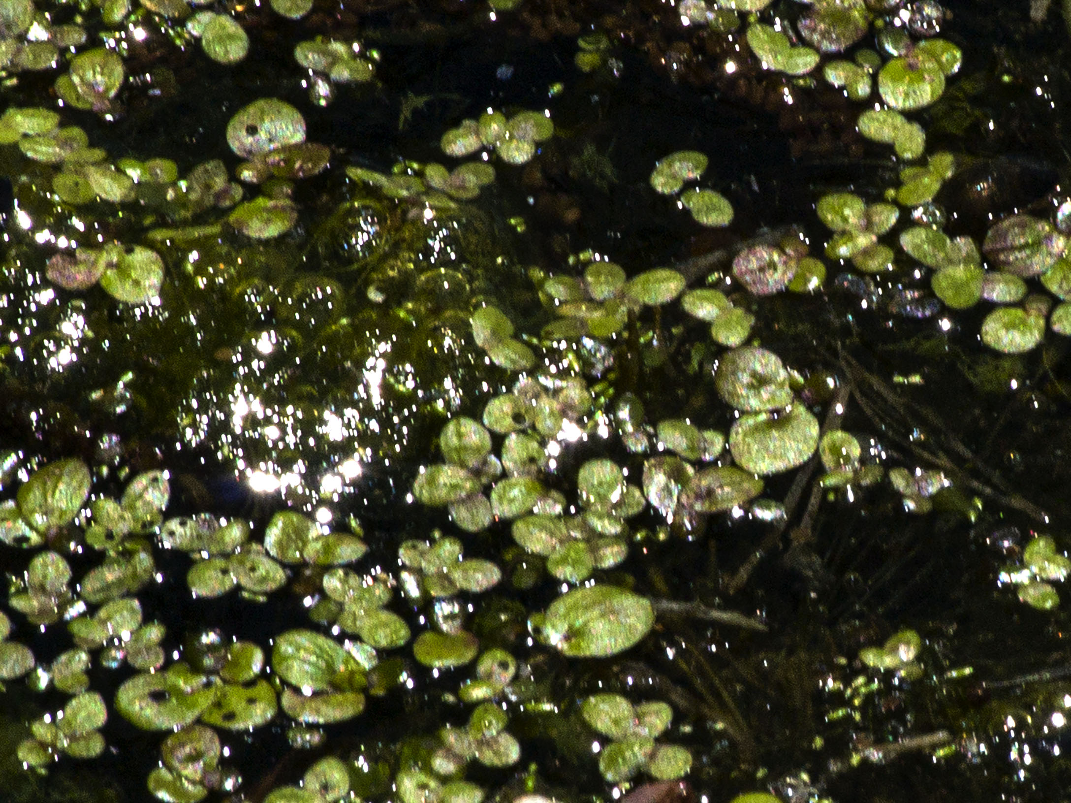 Duckweed