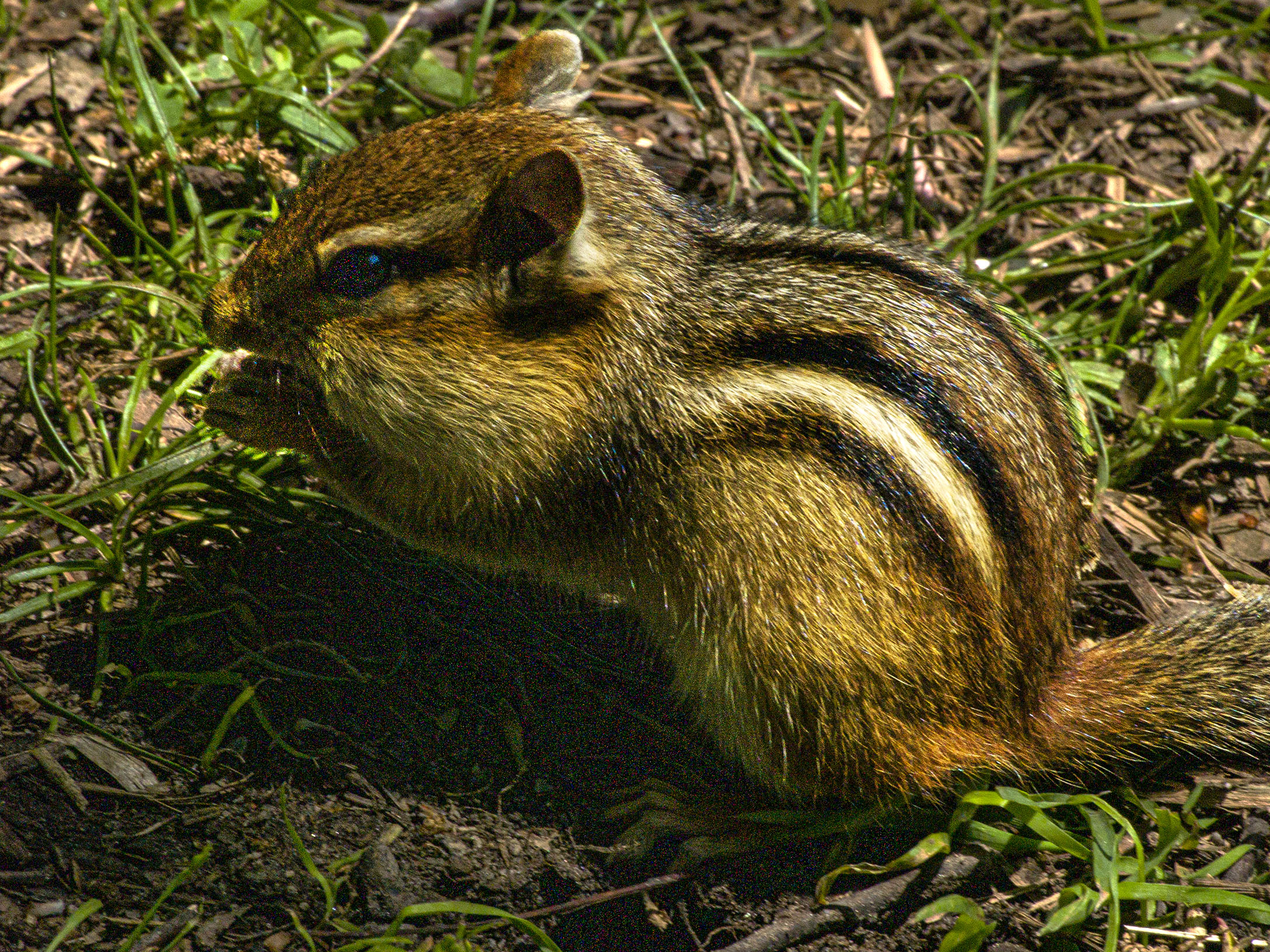 Chipmunk